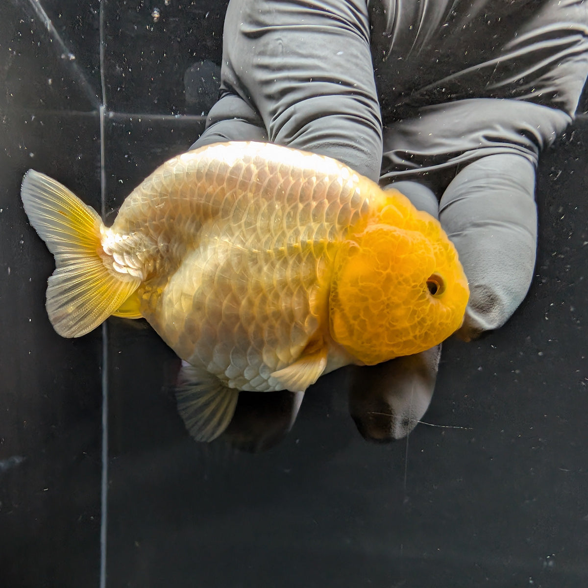 Ranchu Lemon Head 3.5" in. ID#1030R13A-007