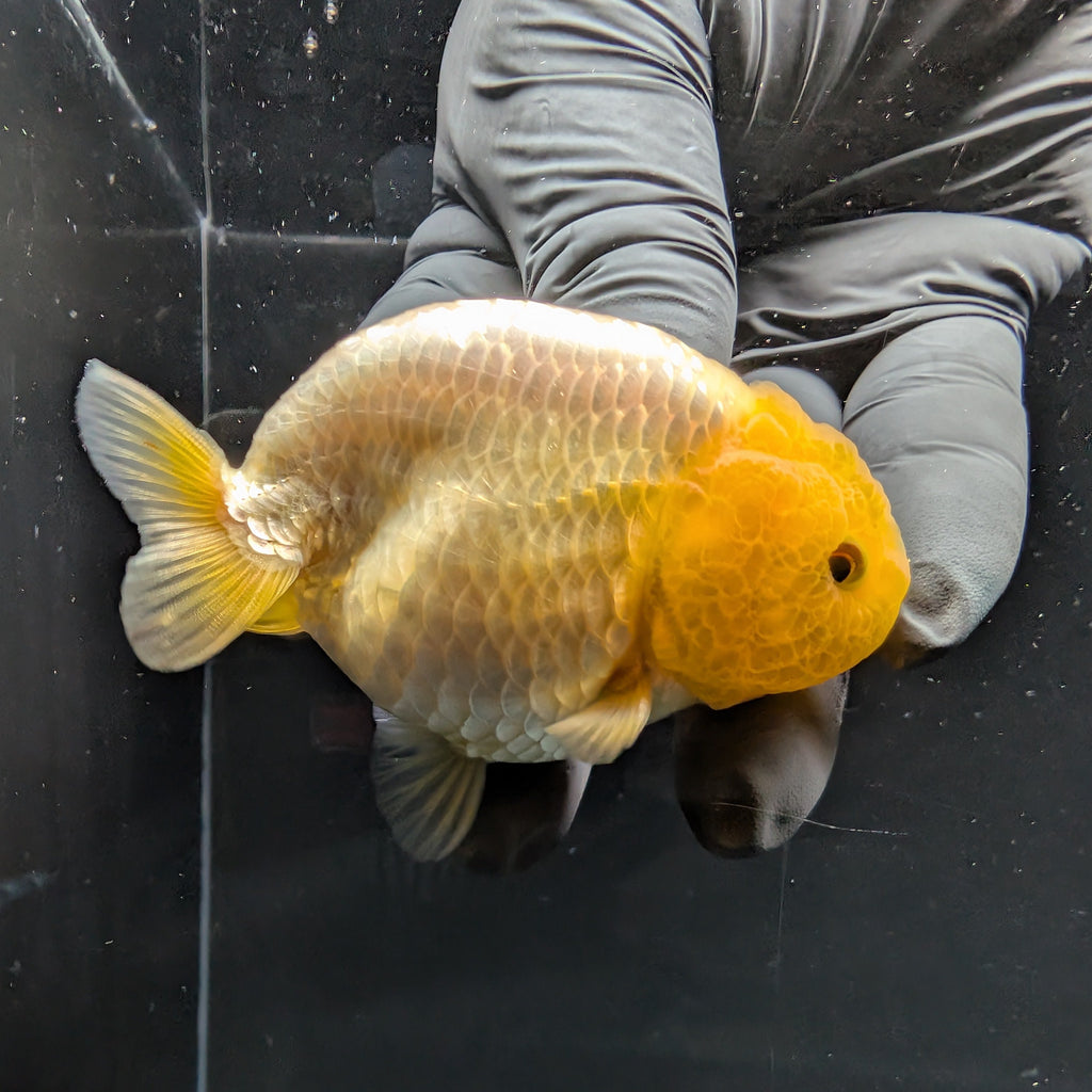 Ranchu Lemon Head 3.5" in. ID#1030R13A-007