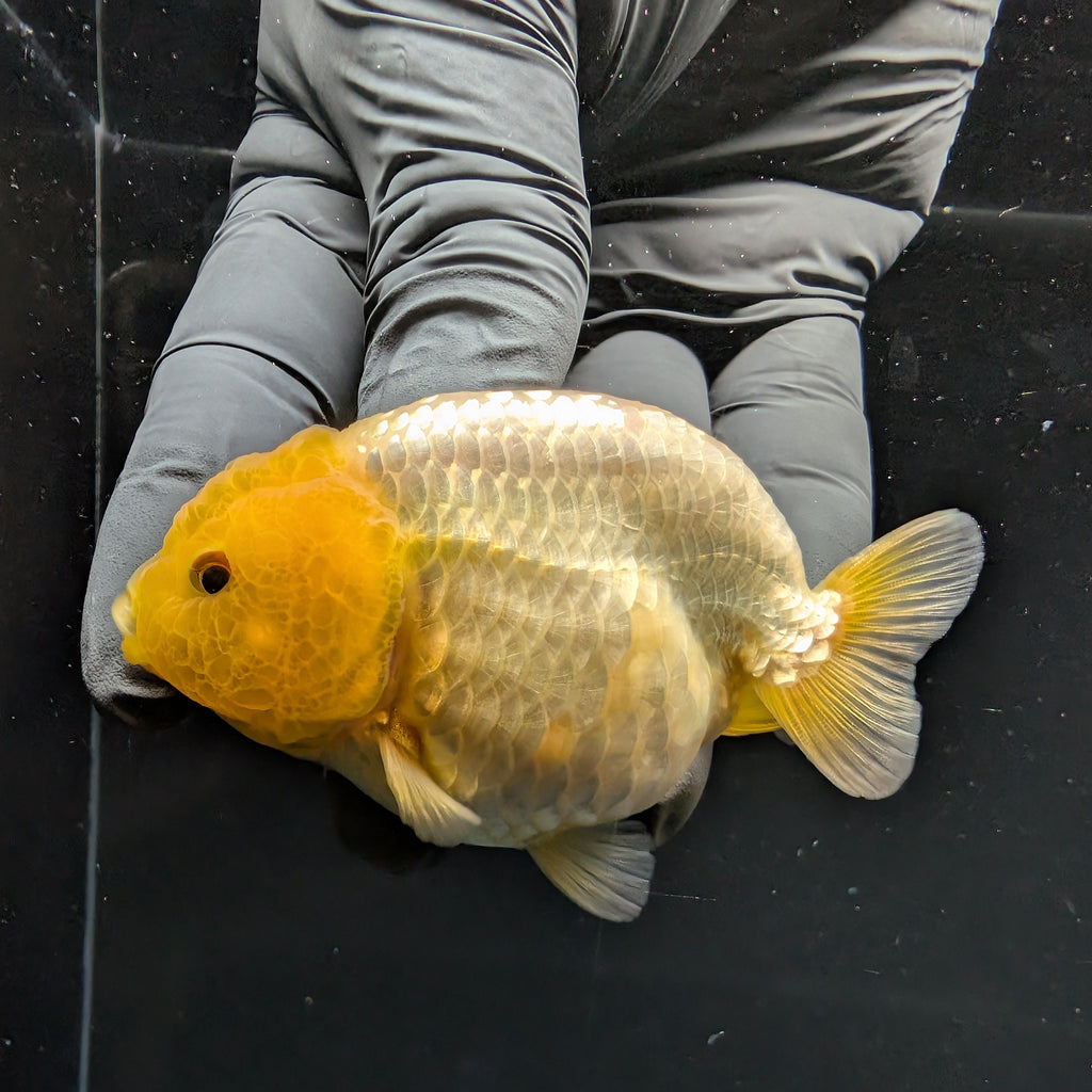 Ranchu Lemon Head 3.5" in. ID#1030R13A-007