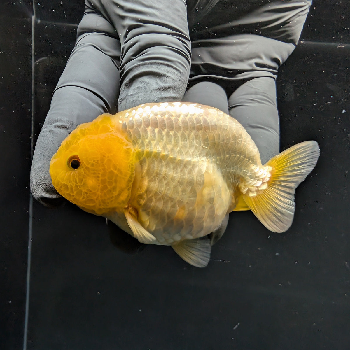 Ranchu Lemon Head 3.5" in. ID#1030R13A-007