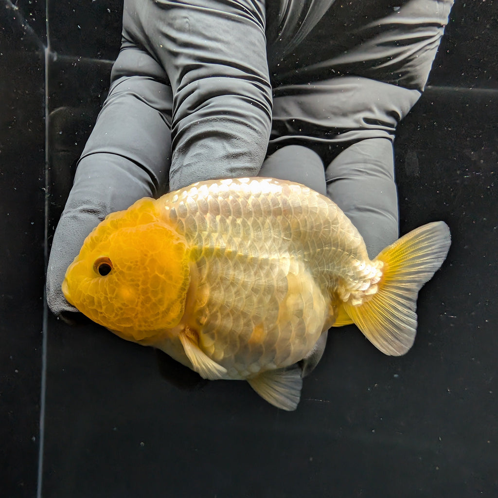 Ranchu Lemon Head 3.5" in. ID#1030R13A-007