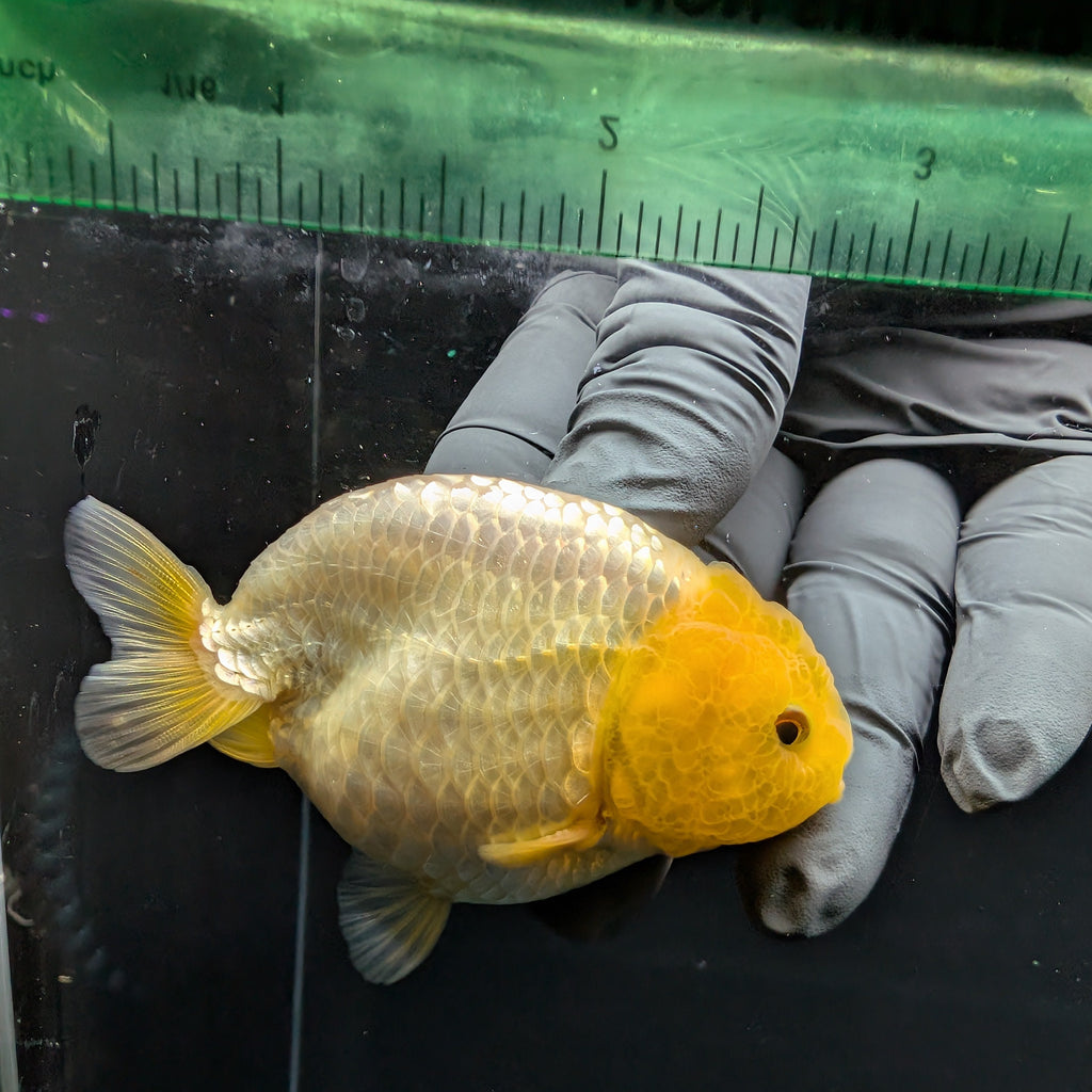 Ranchu Lemon Head 3.5" in. ID#1030R13A-007