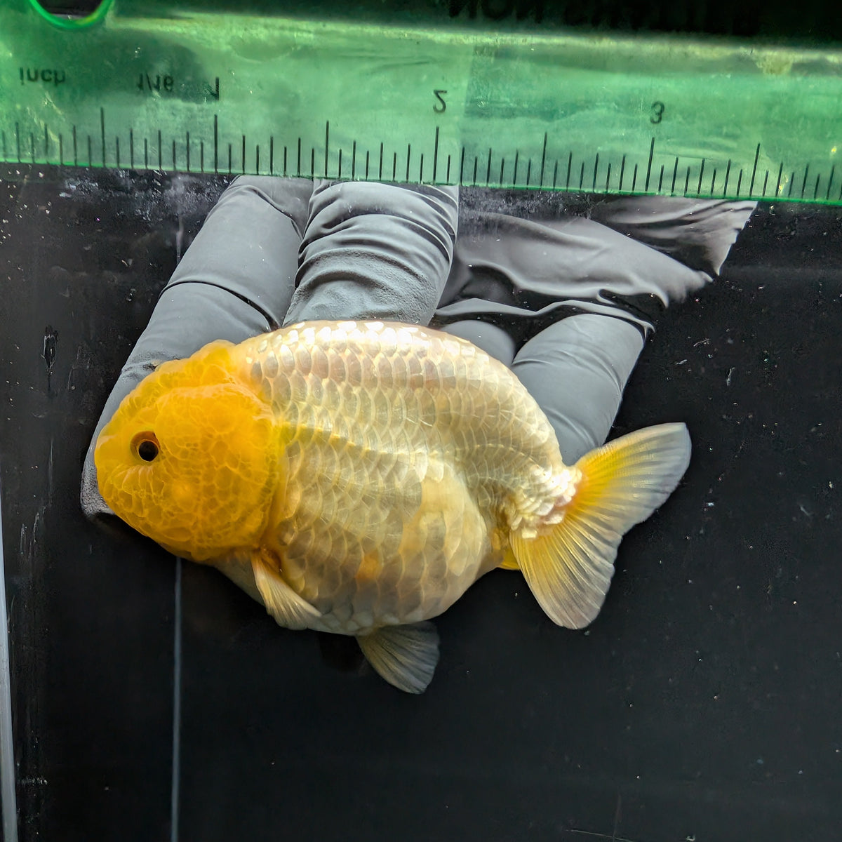 Ranchu Lemon Head 3.5" in. ID#1030R13A-007