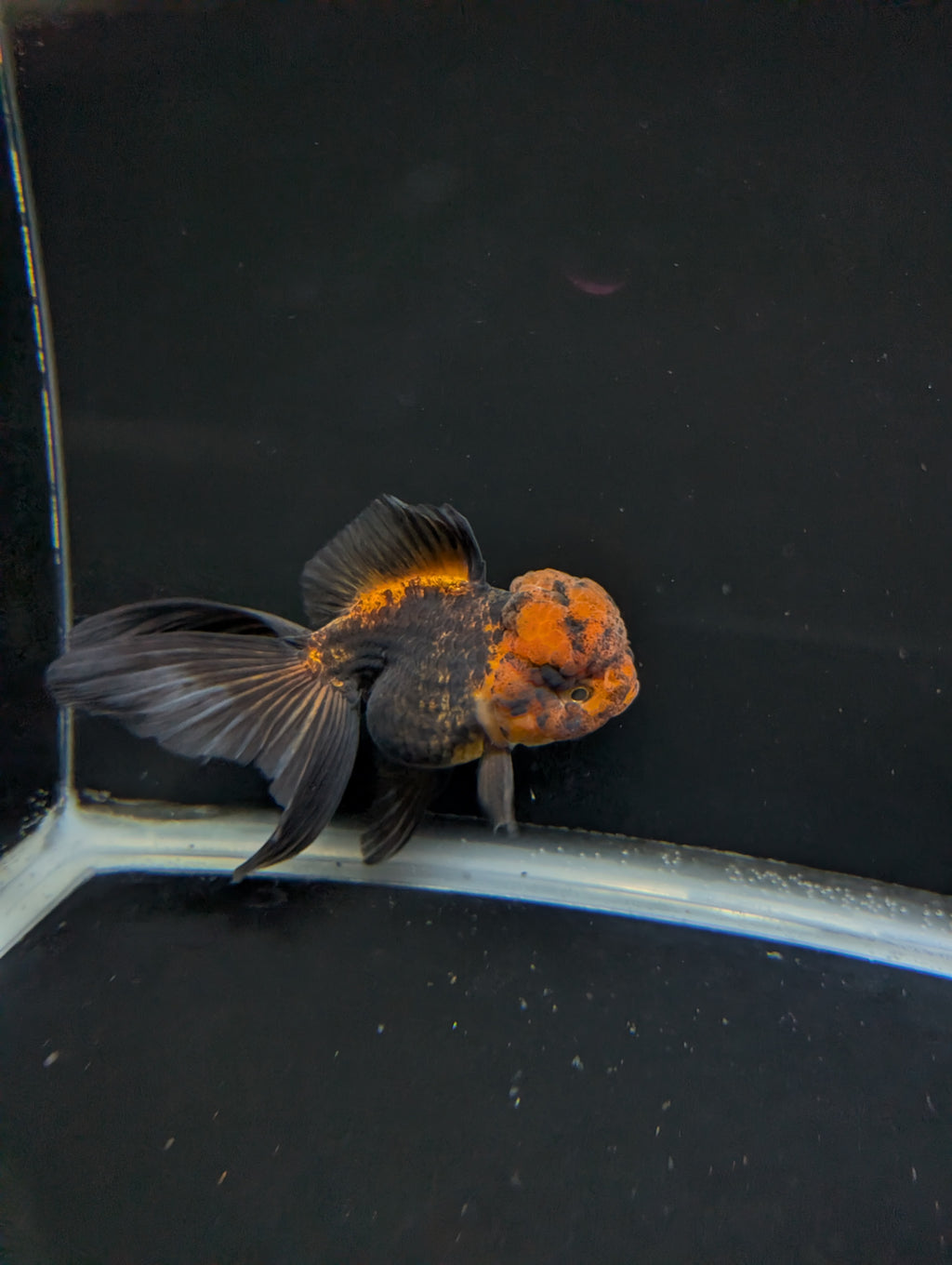 Thai Oranda Red Black 4"-4.5"in.  ID#1030T1A-031