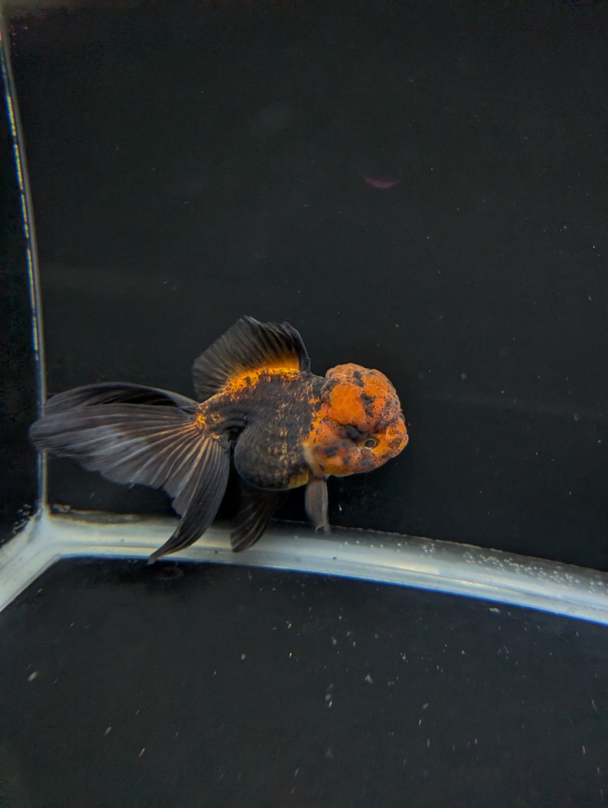 Thai Oranda Red Black 4"-4.5"in.  ID#1030T1A-031