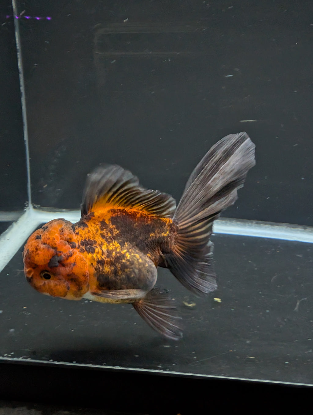 Thai Oranda Red Black 4"-4.5"in.  ID#1030T1A-031