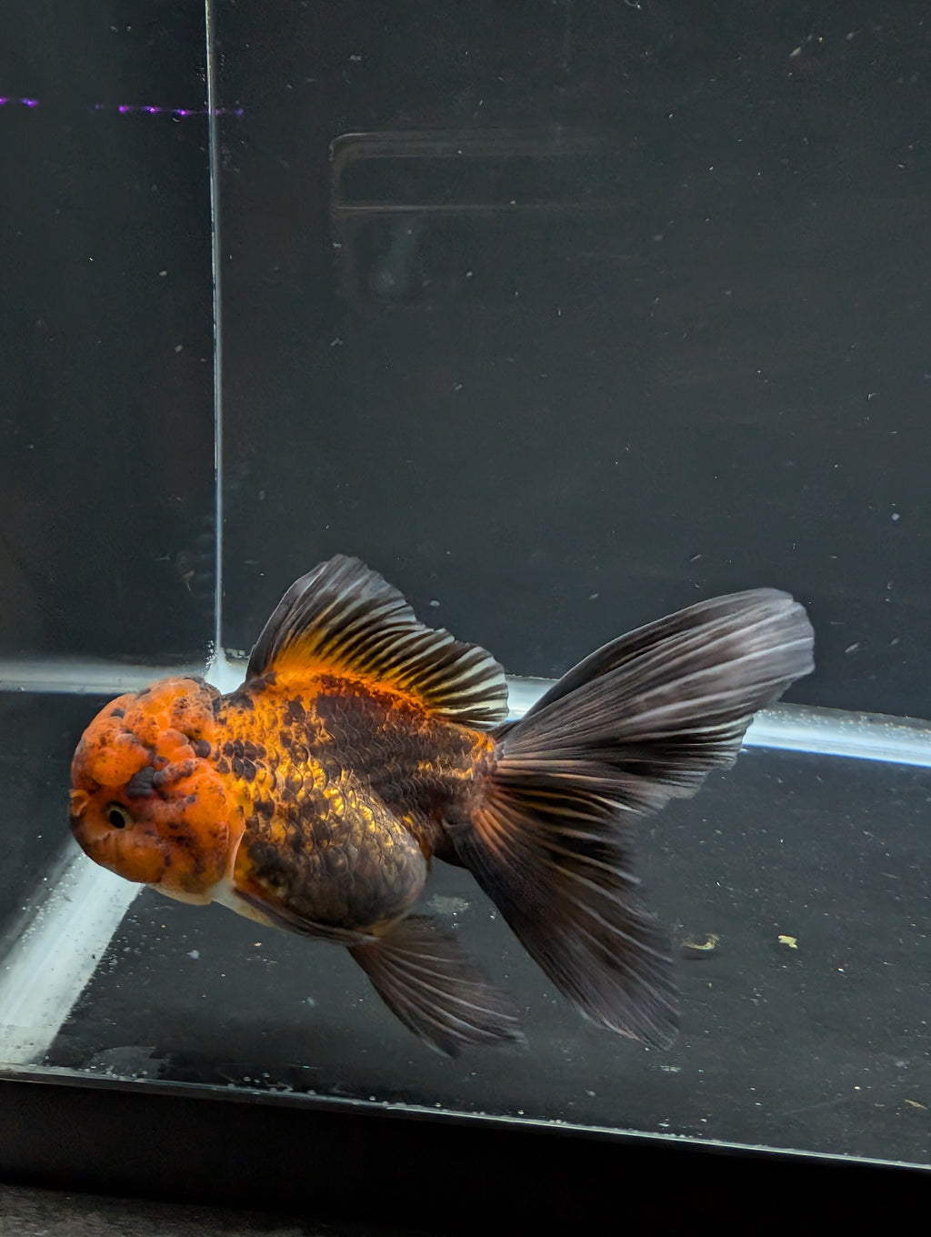 Thai Oranda Red Black 4"-4.5"in.  ID#1030T1A-031