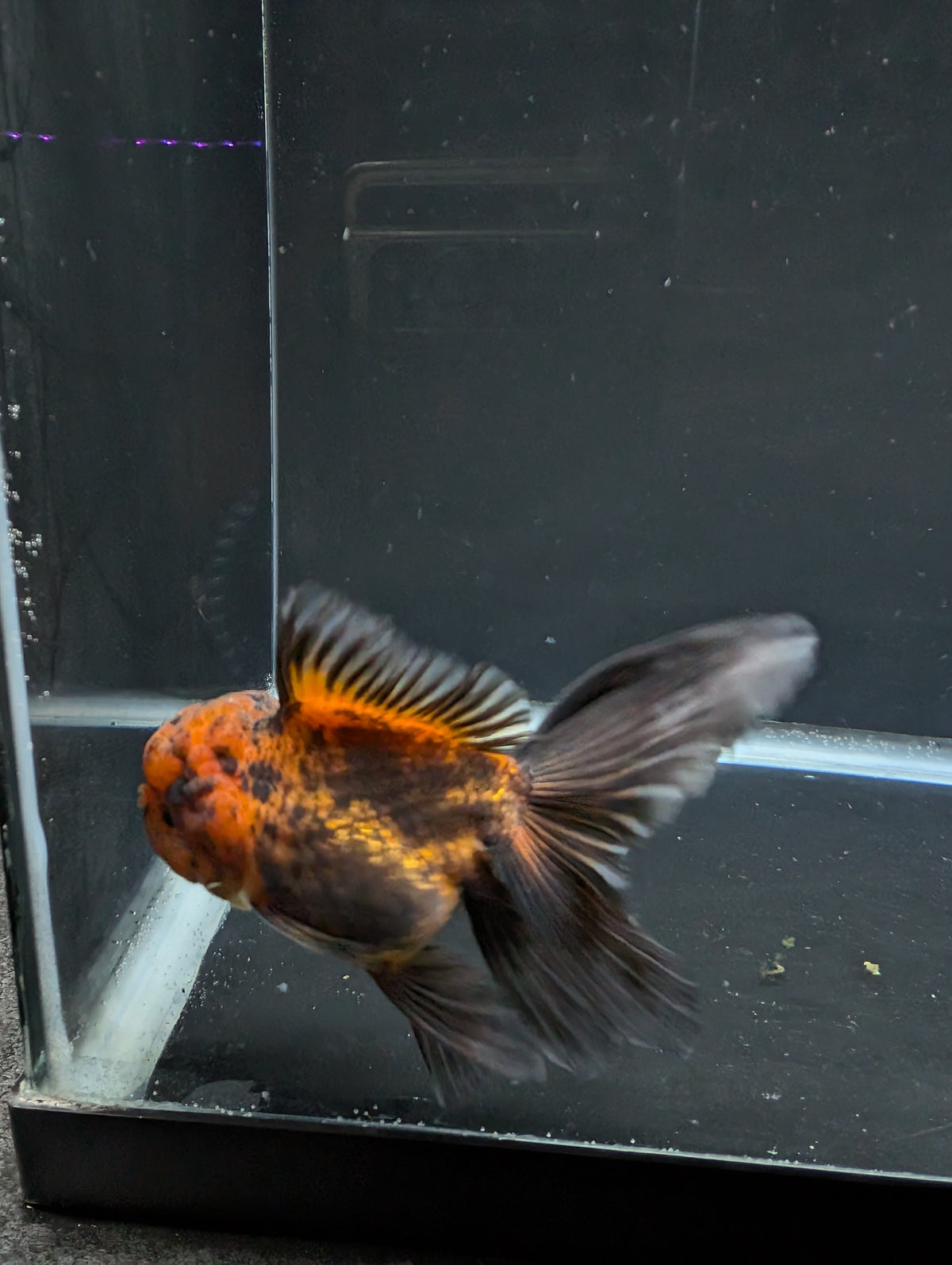 Thai Oranda Red Black 4"-4.5"in.  ID#1030T1A-031