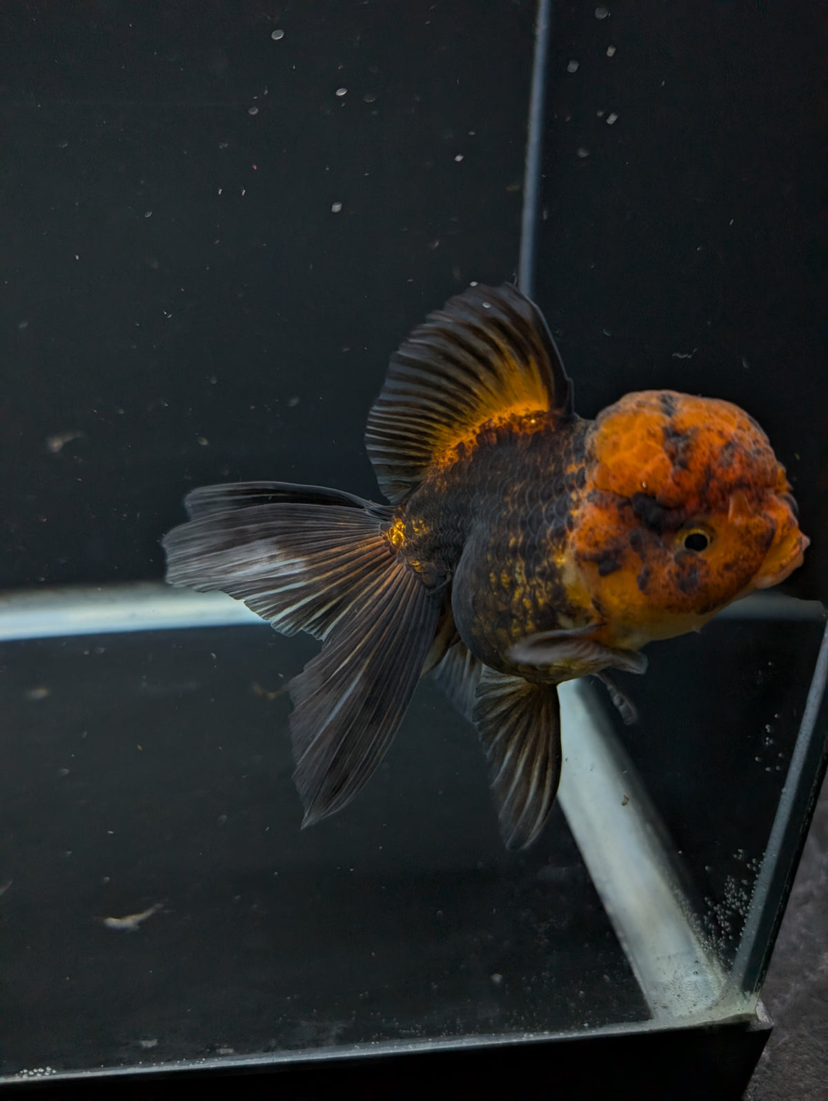 Thai Oranda Red Black 4"-4.5"in.  ID#1030T1A-031