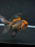 Thai Oranda Red Black 4"-4.5"in.  ID#1030T1A-031