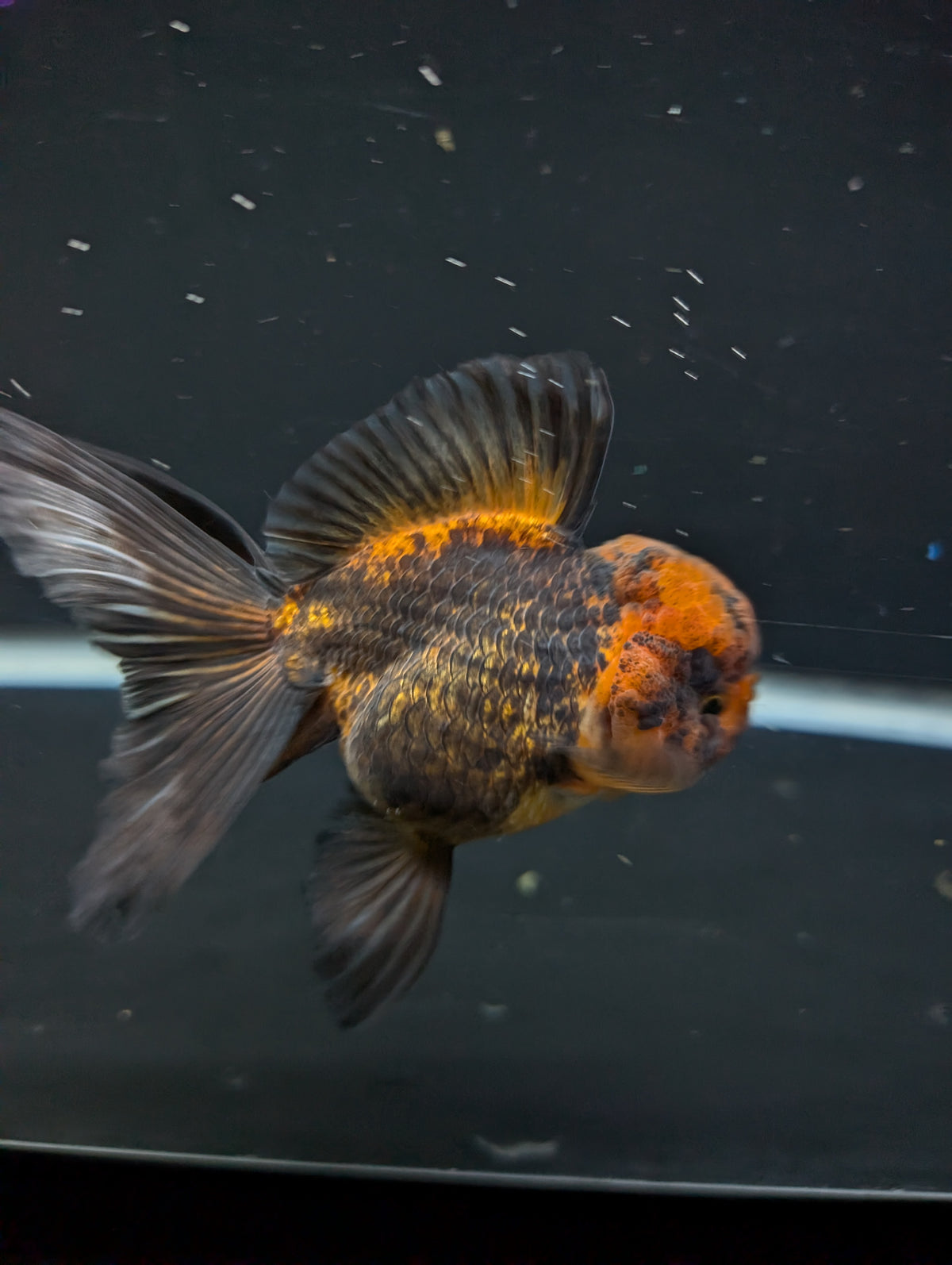Thai Oranda Red Black 4"-4.5"in.  ID#1030T1A-031