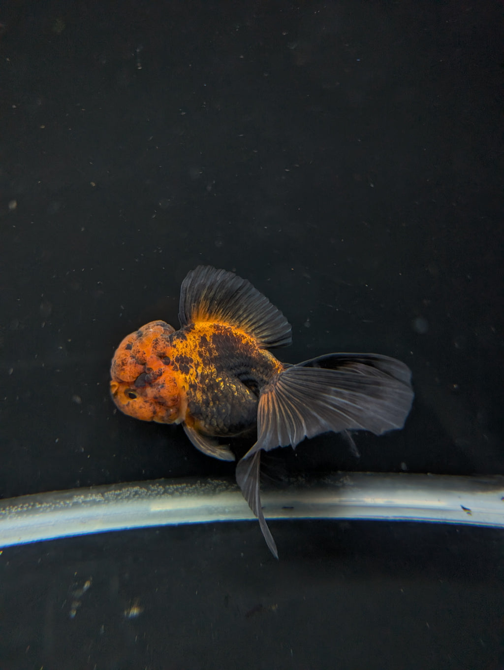 Thai Oranda Red Black 4"-4.5"in.  ID#1030T1A-031