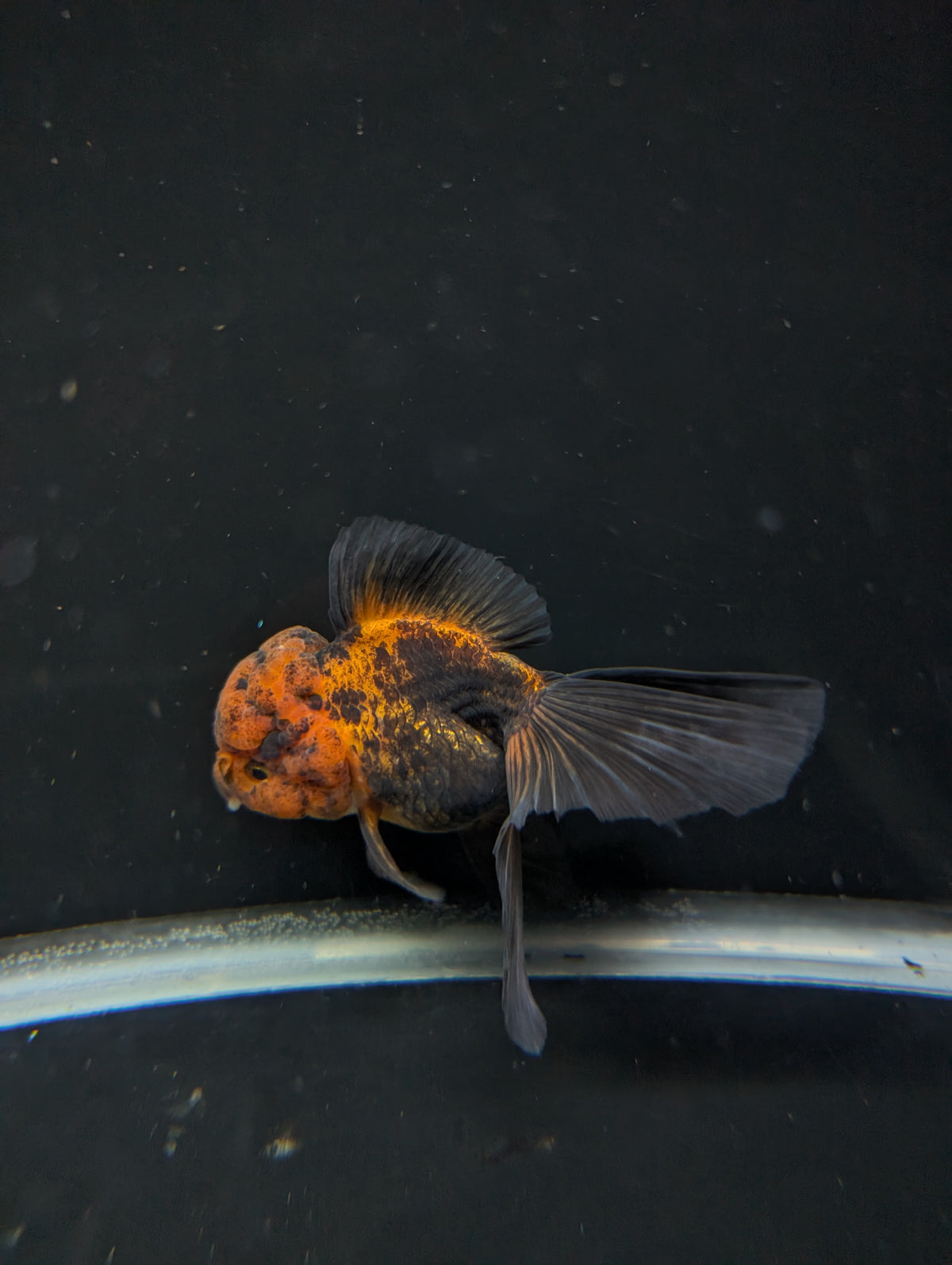 Thai Oranda Red Black 4"-4.5"in.  ID#1030T1A-031