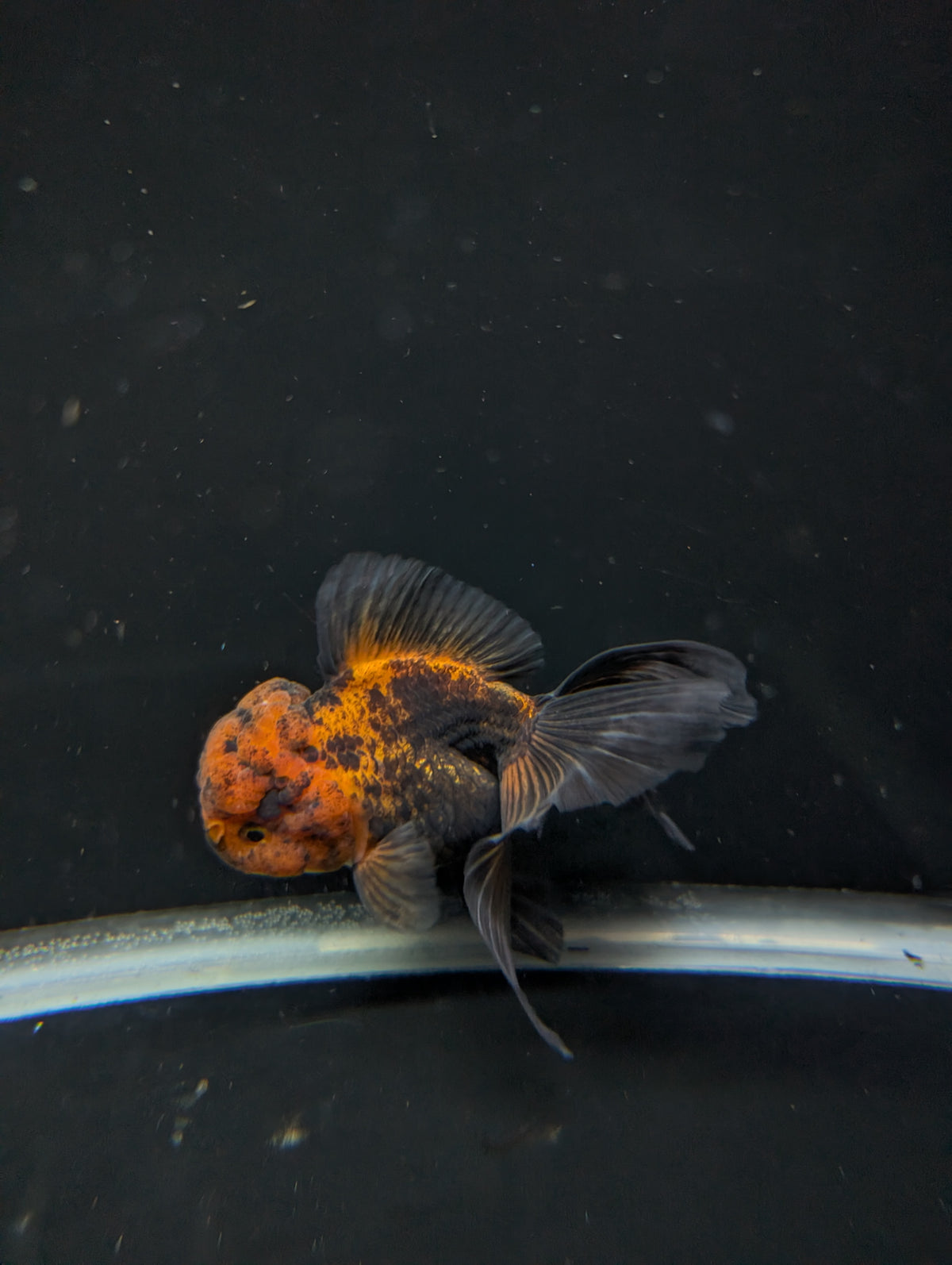 Thai Oranda Red Black 4"-4.5"in.  ID#1030T1A-031
