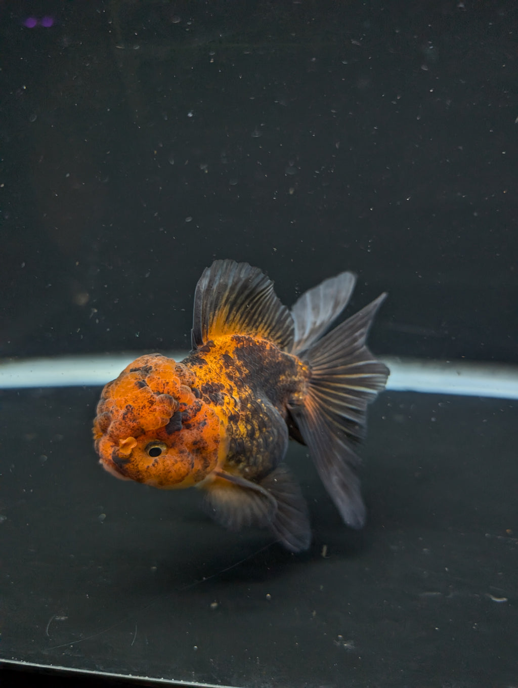 Thai Oranda Red Black 4"-4.5"in.  ID#1030T1A-031