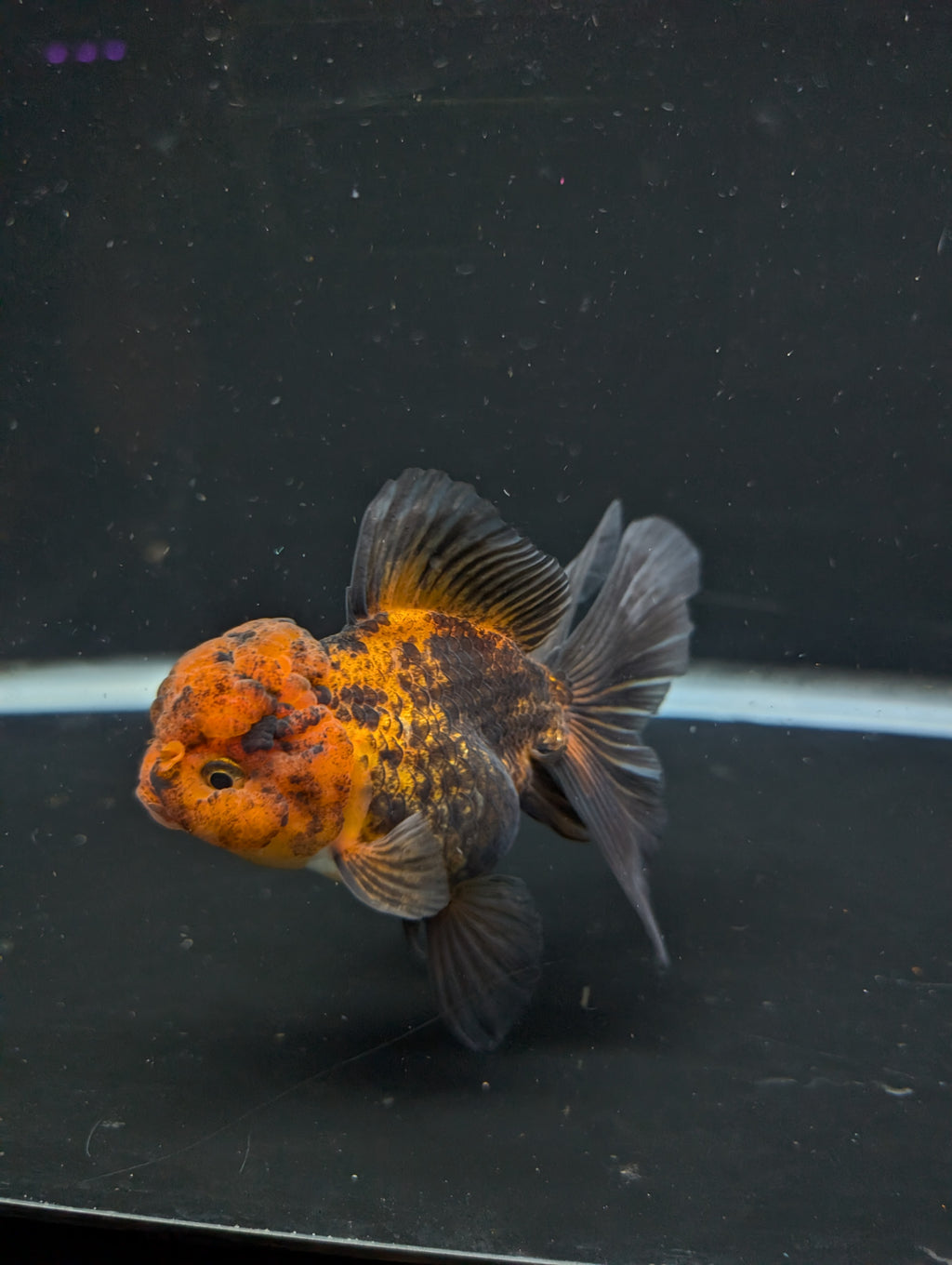 Thai Oranda Red Black 4"-4.5"in.  ID#1030T1A-031