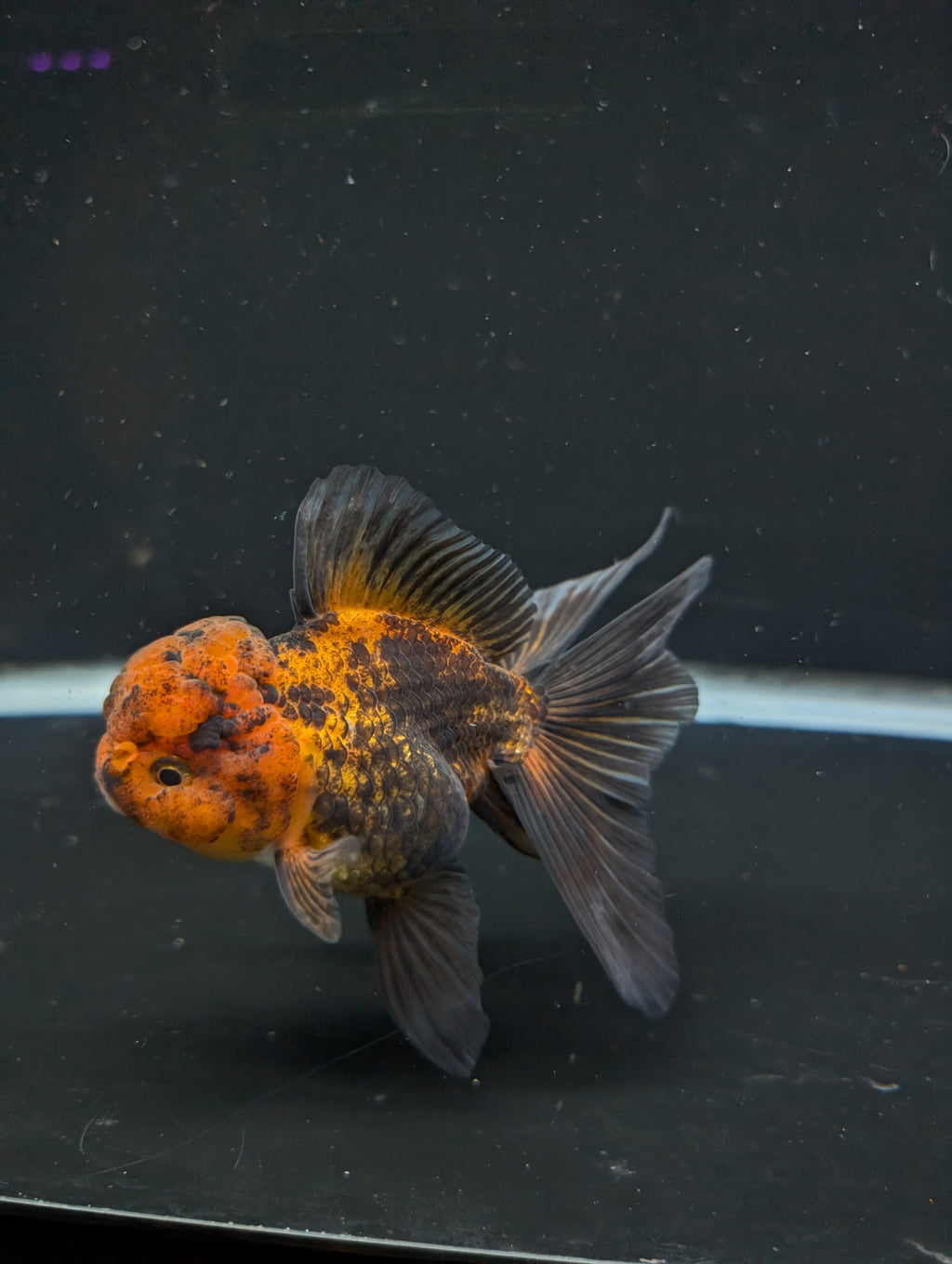 Thai Oranda Red Black 4"-4.5"in.  ID#1030T1A-031