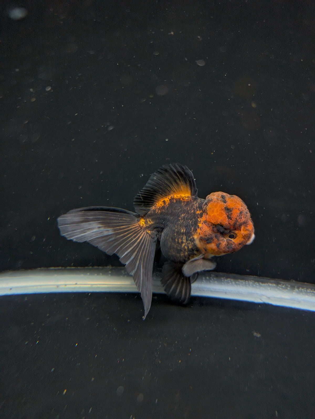 Thai Oranda Red Black 4"-4.5"in.  ID#1030T1A-031