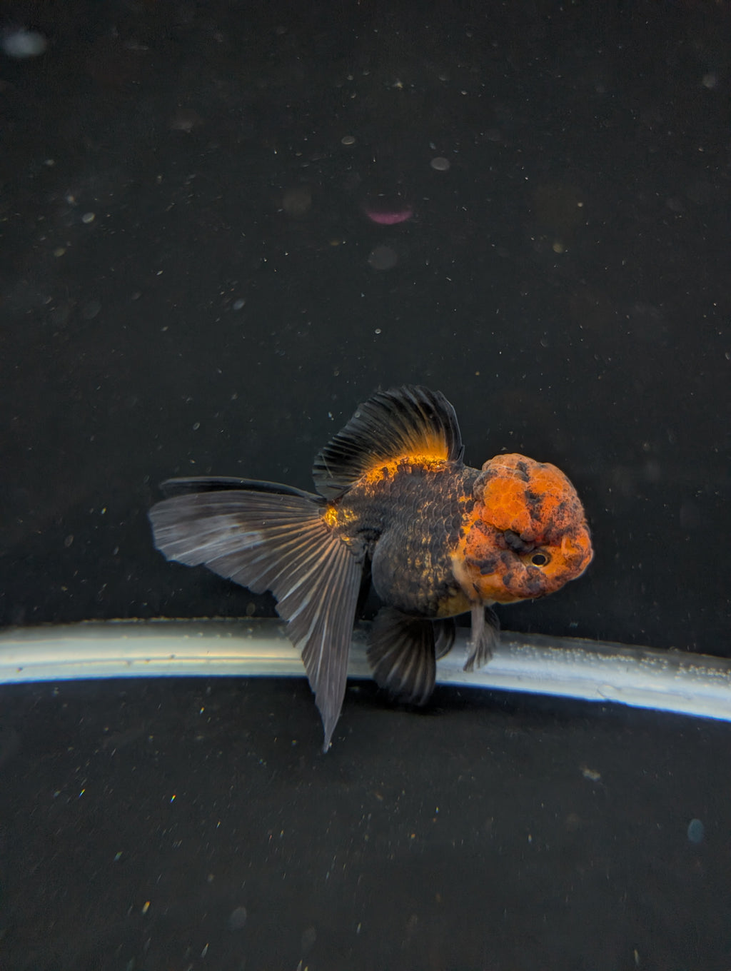 Thai Oranda Red Black 4"-4.5"in.  ID#1030T1A-031