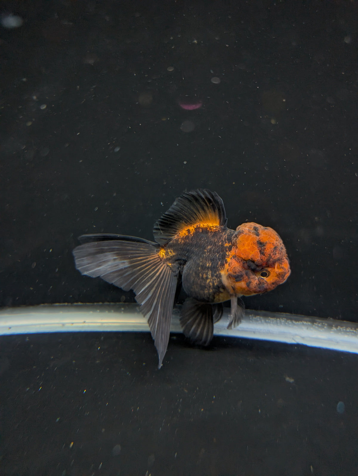 Thai Oranda Red Black 4"-4.5"in.  ID#1030T1A-031