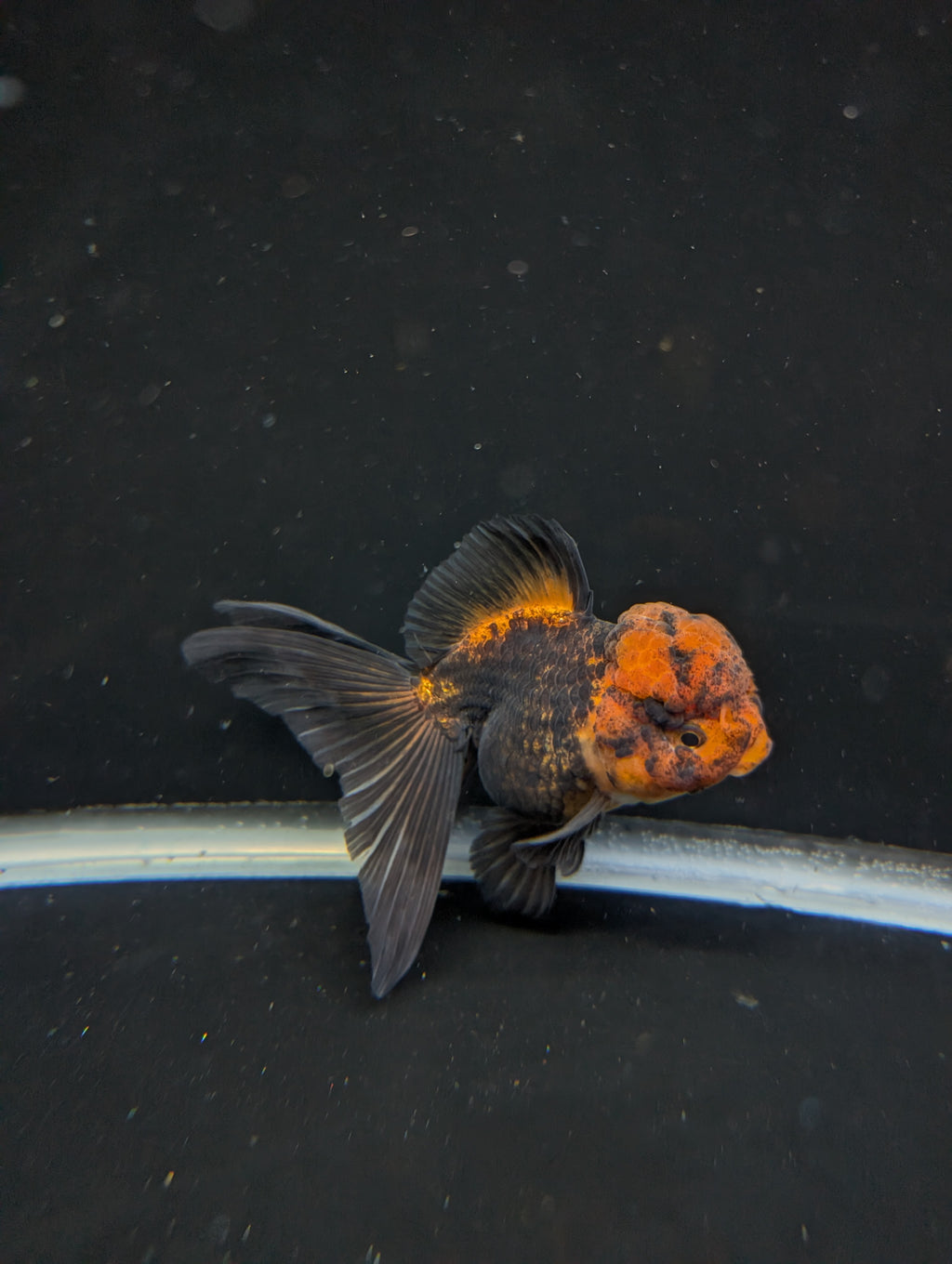 Thai Oranda Red Black 4"-4.5"in.  ID#1030T1A-031
