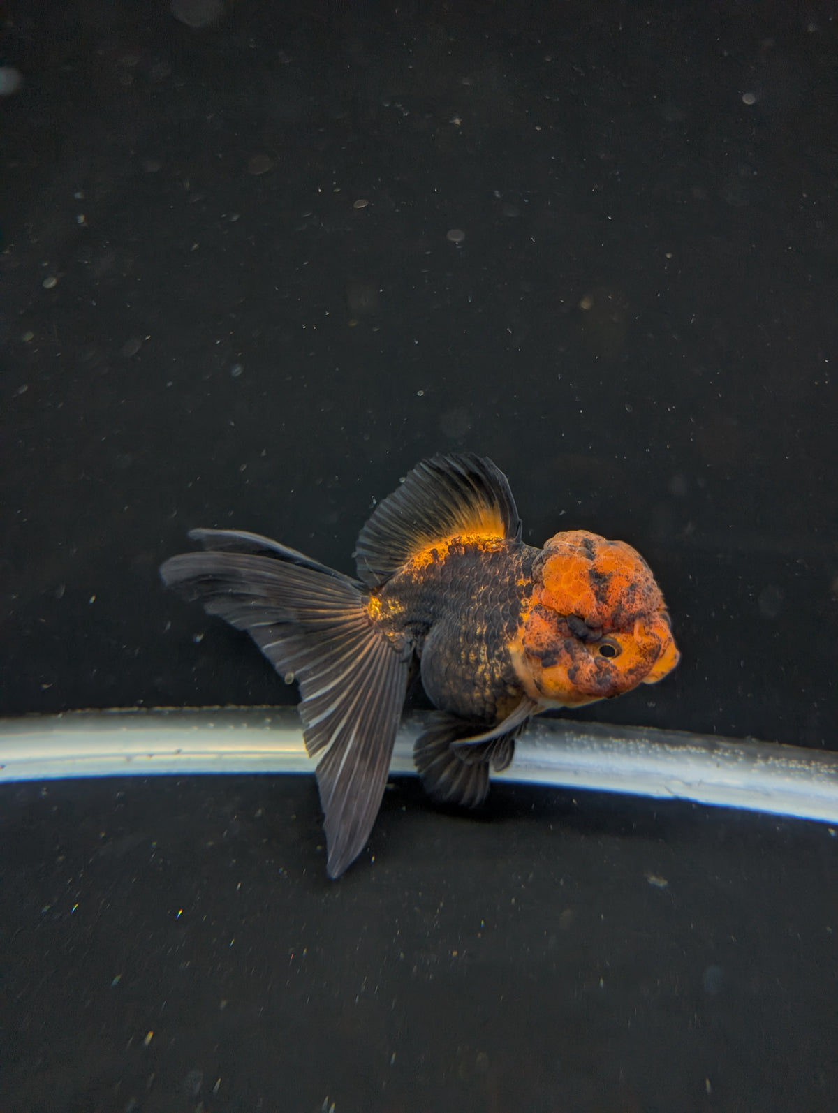 Thai Oranda Red Black 4"-4.5"in.  ID#1030T1A-031