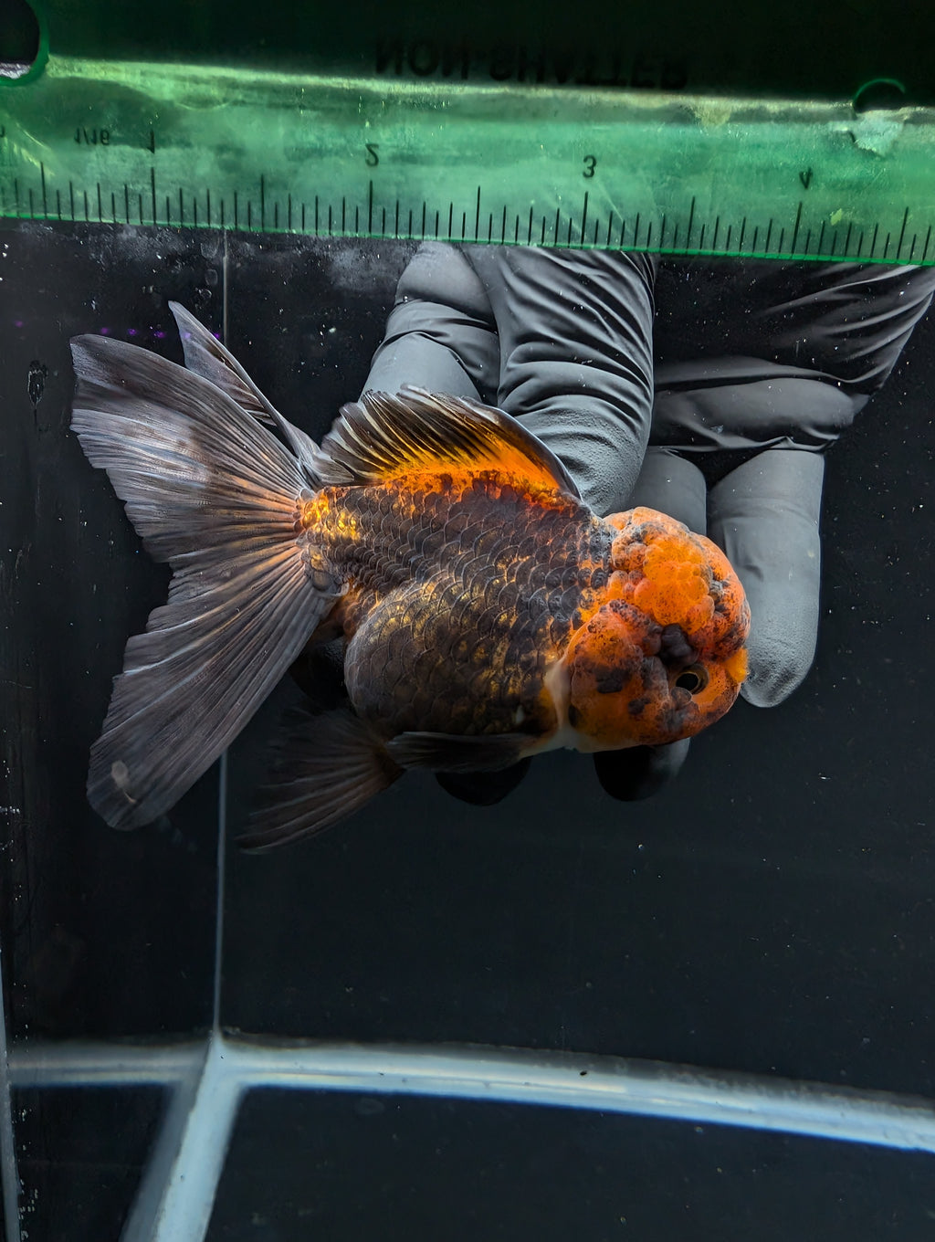 Thai Oranda Red Black 4"-4.5"in.  ID#1030T1A-031