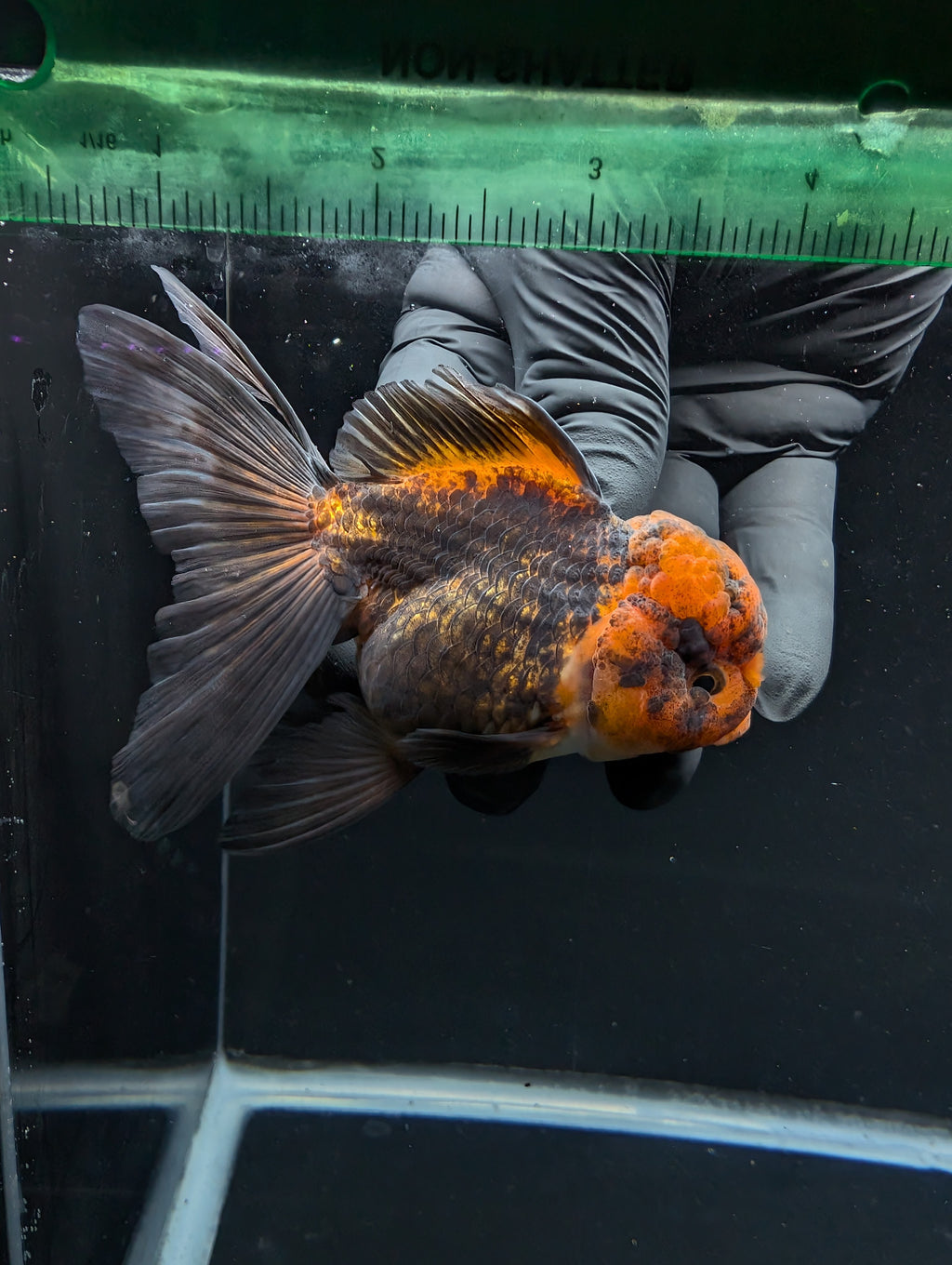 Thai Oranda Red Black 4"-4.5"in.  ID#1030T1A-031