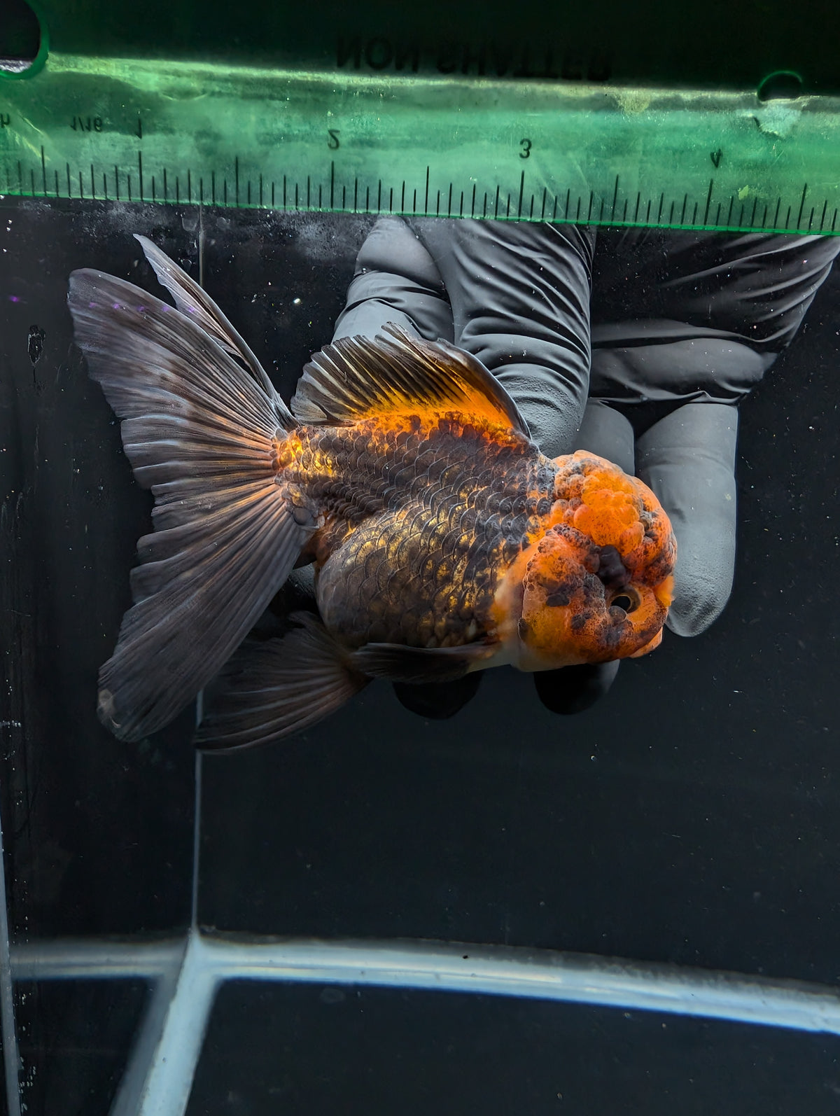 Thai Oranda Red Black 4"-4.5"in.  ID#1030T1A-031
