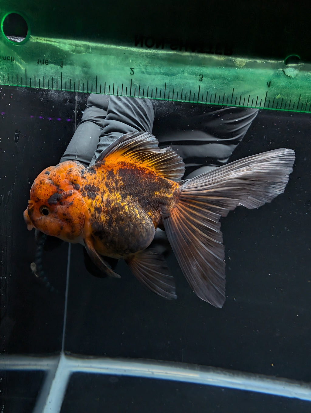Thai Oranda Red Black 4"-4.5"in.  ID#1030T1A-031