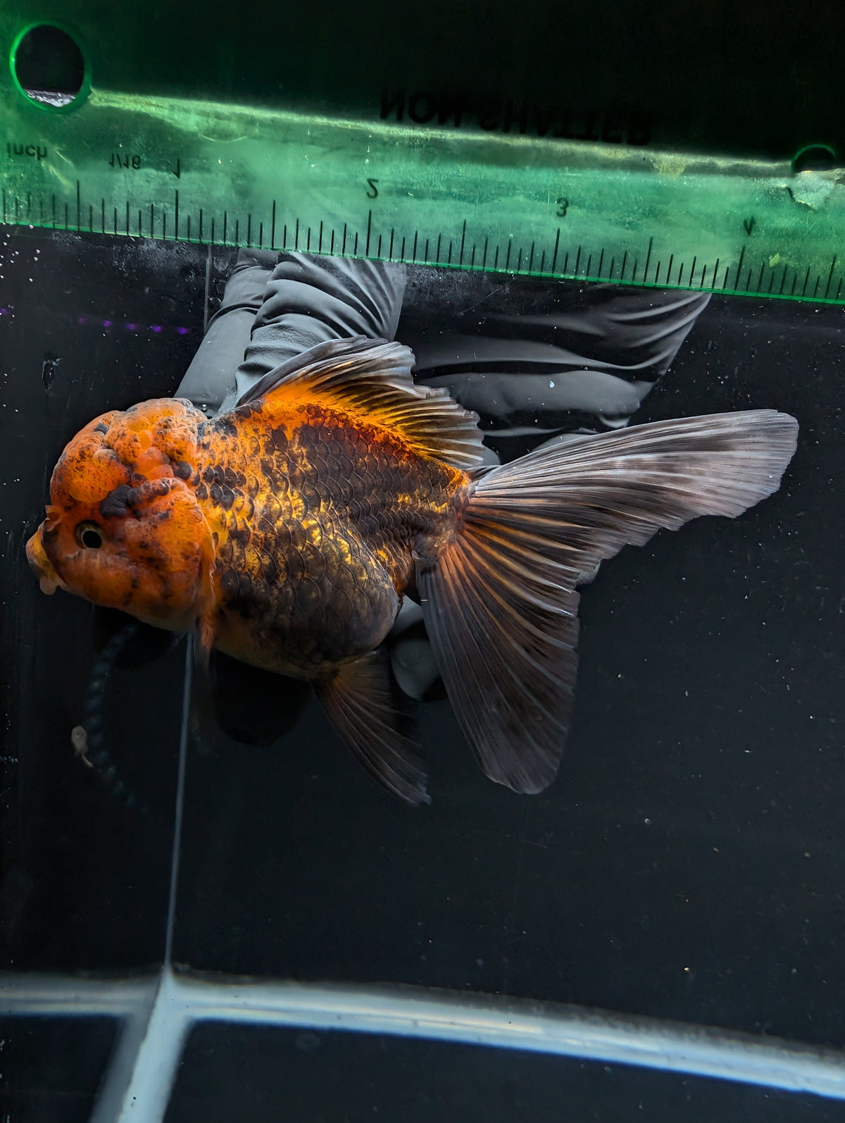Thai Oranda Red Black 4"-4.5"in.  ID#1030T1A-031