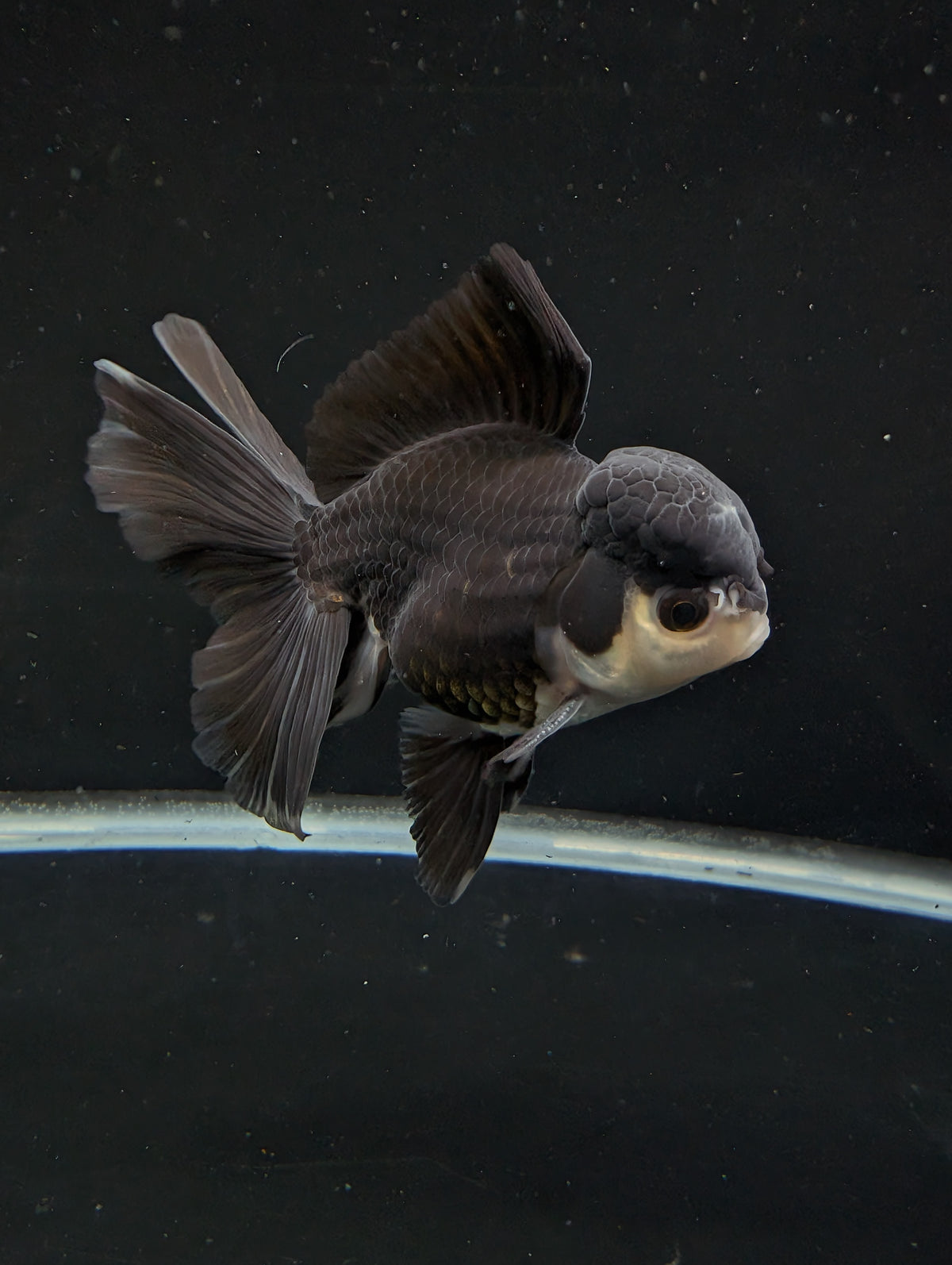 Thai Oranda Panda  4"-4.5"in.  ID#1030T1A-036