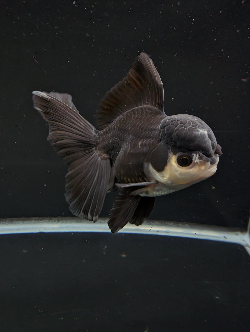 Thai Oranda Panda  4"-4.5"in.  ID#1030T1A-036