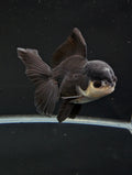 Thai Oranda Panda  4"-4.5"in.  ID#1030T1A-036