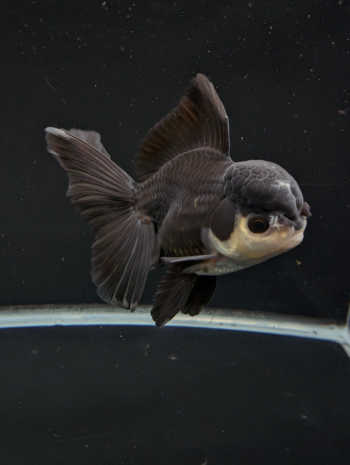 Thai Oranda Panda  4"-4.5"in.  ID#1030T1A-036