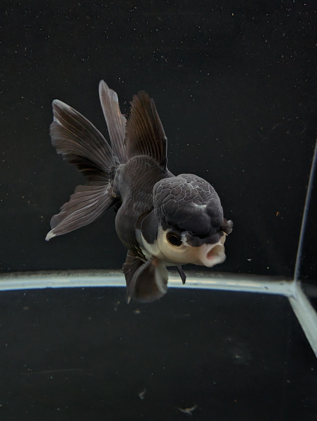 Thai Oranda Panda  4"-4.5"in.  ID#1030T1A-036
