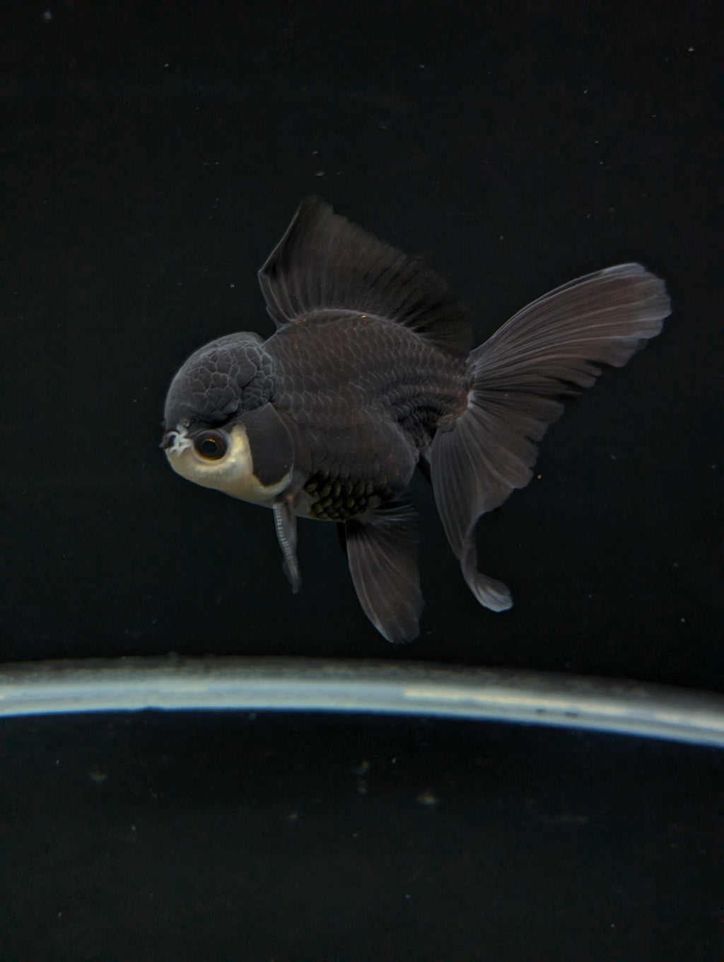 Thai Oranda Panda  4"-4.5"in.  ID#1030T1A-036