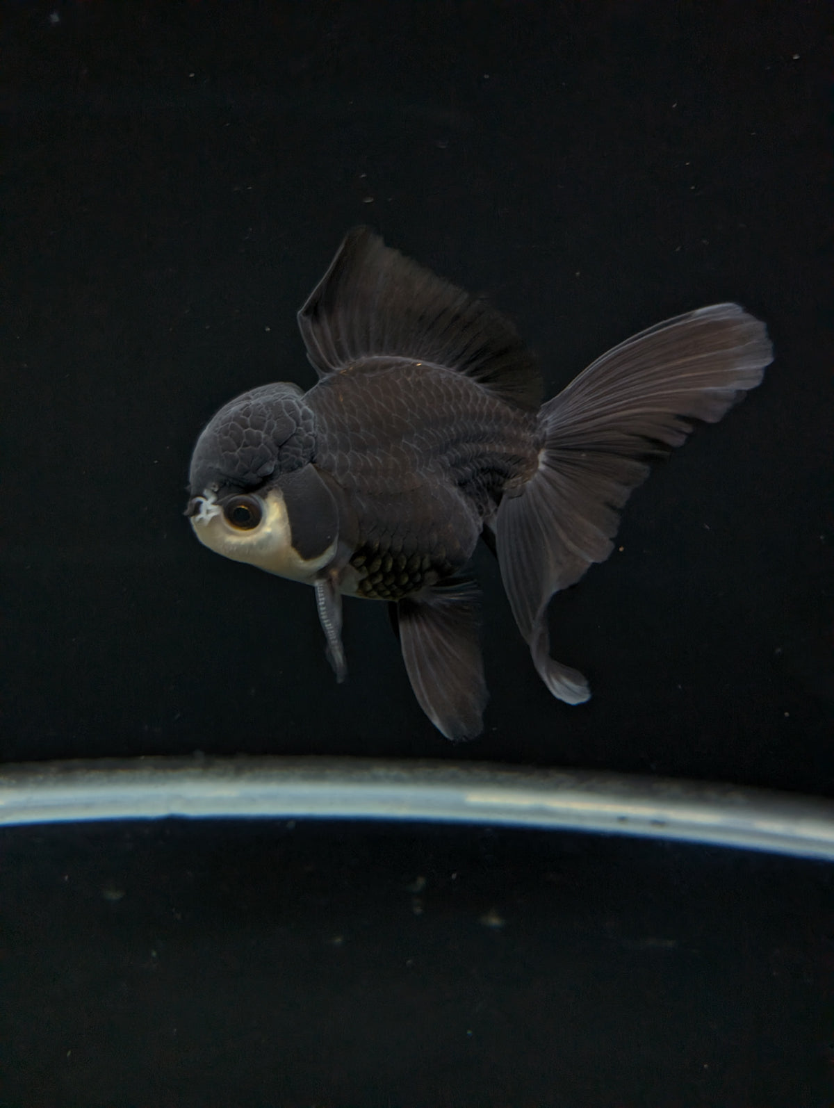 Thai Oranda Panda  4"-4.5"in.  ID#1030T1A-036
