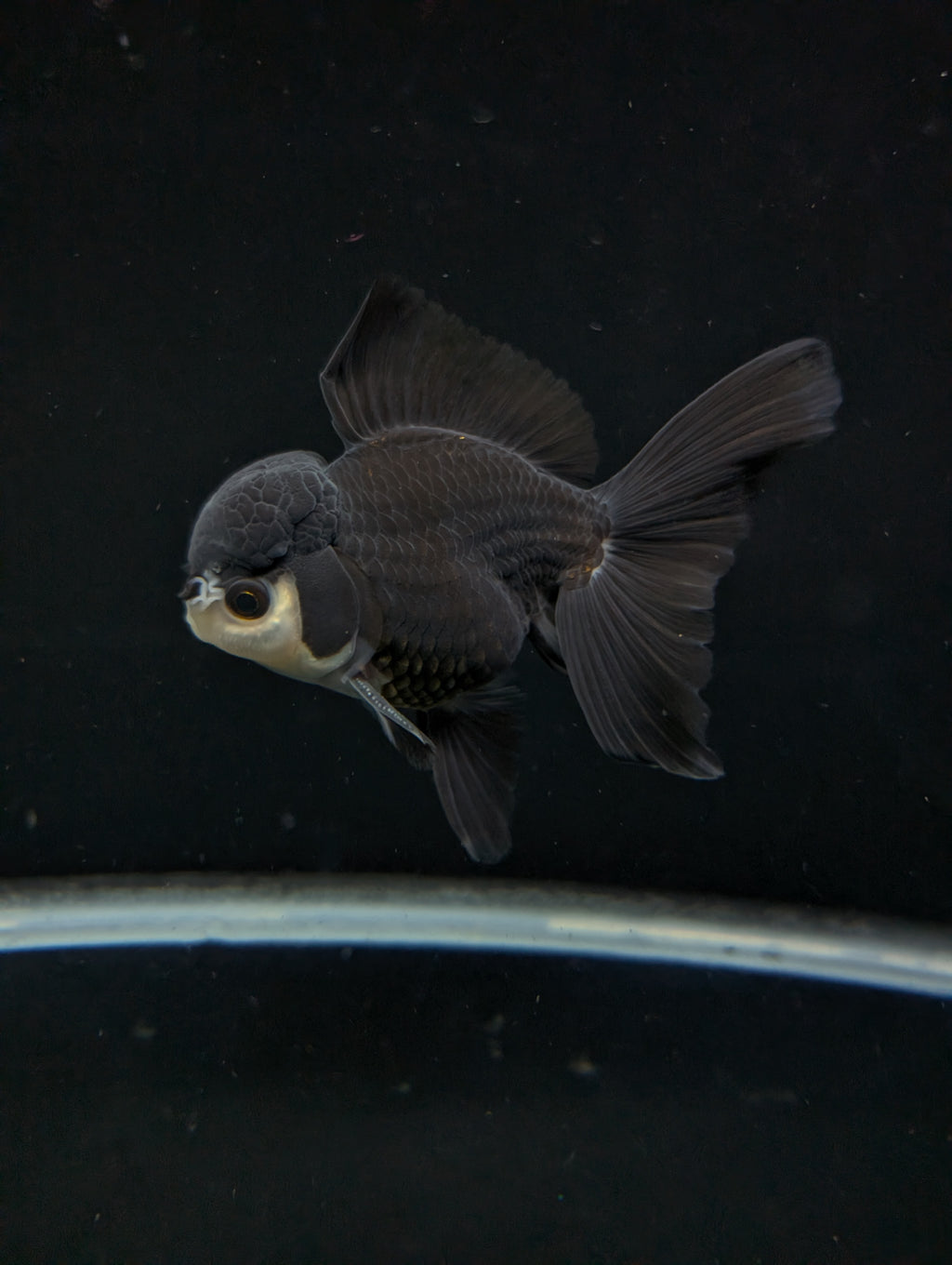 Thai Oranda Panda  4"-4.5"in.  ID#1030T1A-036