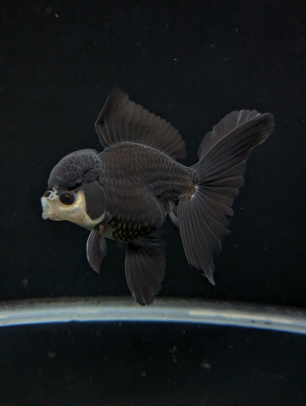 Thai Oranda Panda  4"-4.5"in.  ID#1030T1A-036