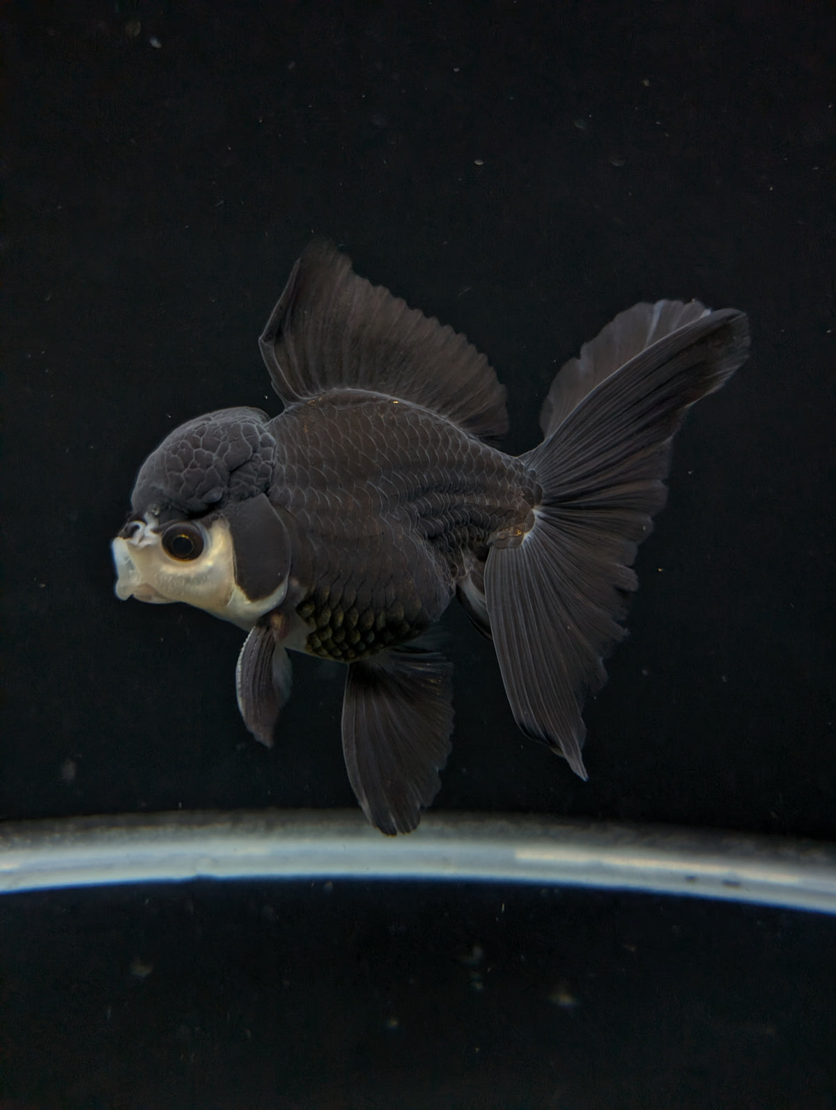 Thai Oranda Panda  4"-4.5"in.  ID#1030T1A-036