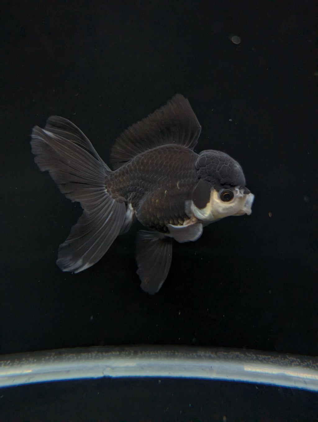 Thai Oranda Panda  4"-4.5"in.  ID#1030T1A-036