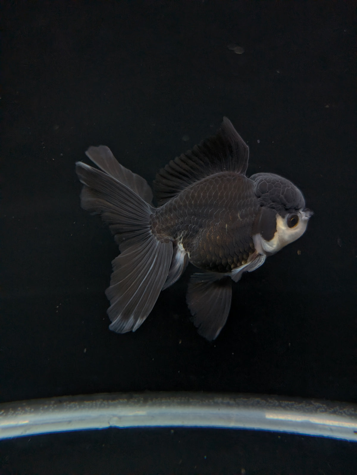 Thai Oranda Panda  4"-4.5"in.  ID#1030T1A-036