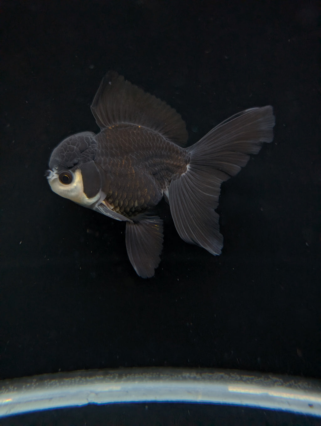 Thai Oranda Panda  4"-4.5"in.  ID#1030T1A-036