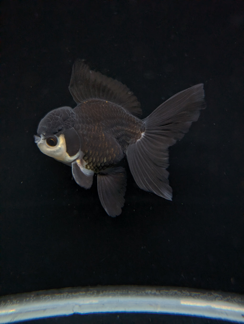 Thai Oranda Panda  4"-4.5"in.  ID#1030T1A-036