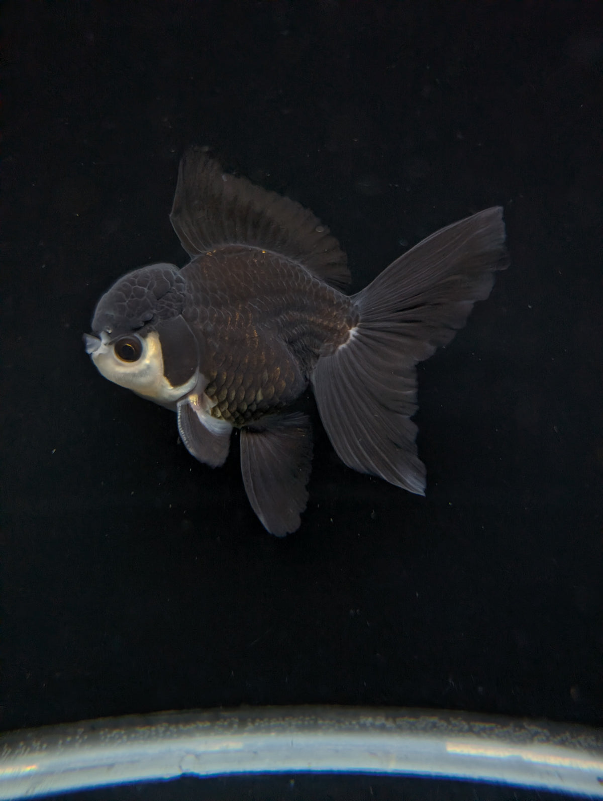 Thai Oranda Panda  4"-4.5"in.  ID#1030T1A-036
