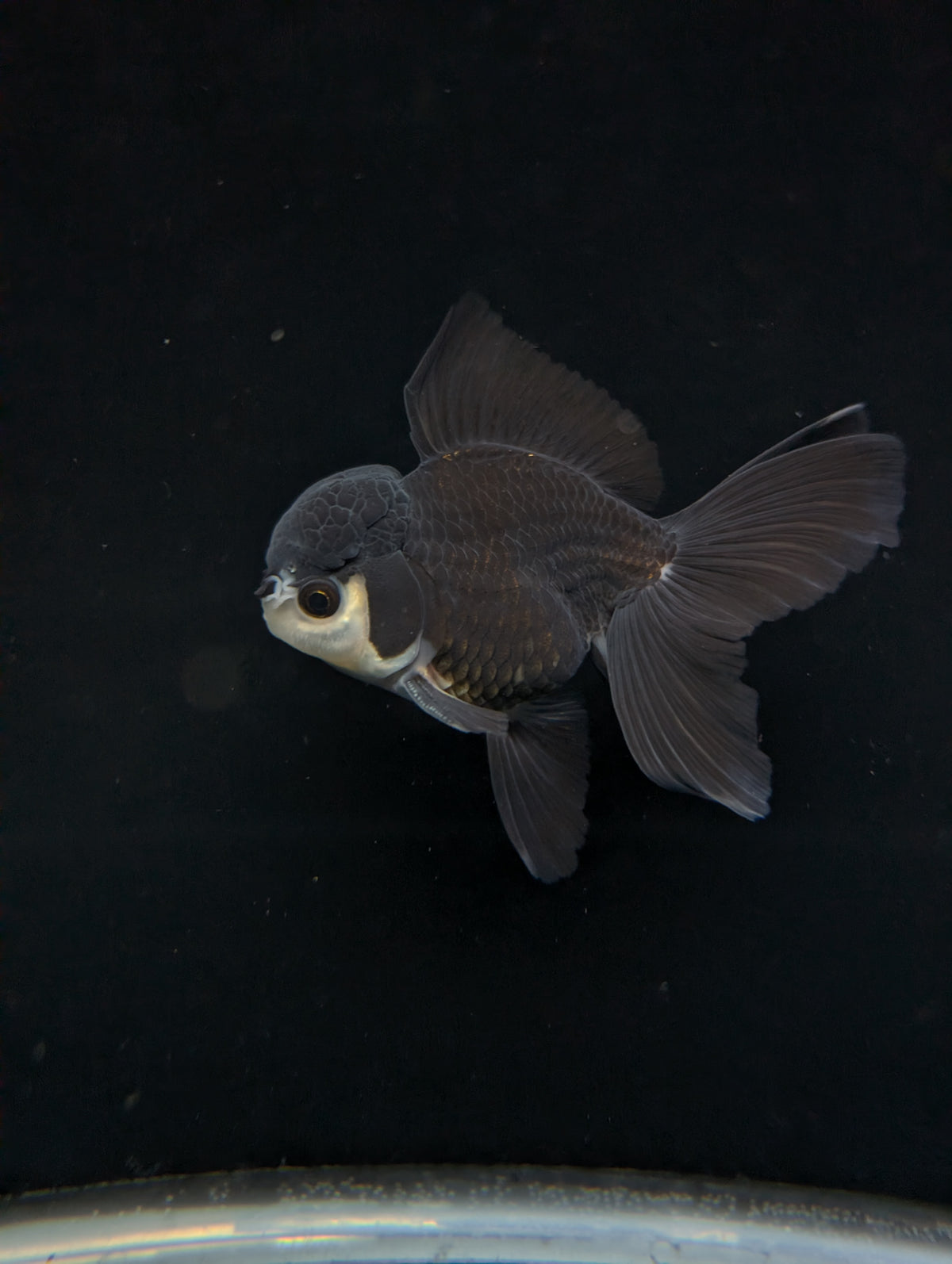Thai Oranda Panda  4"-4.5"in.  ID#1030T1A-036