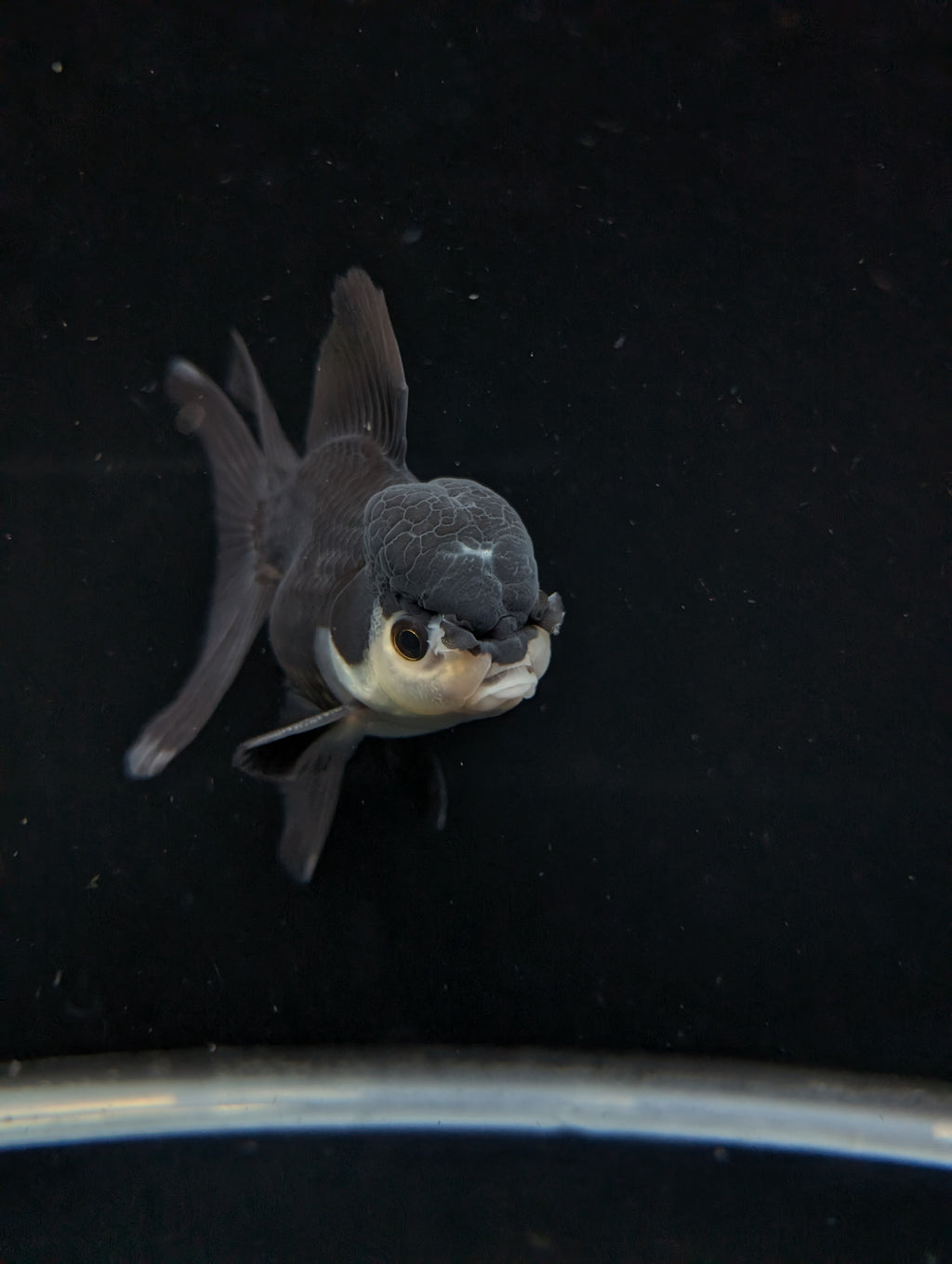 Thai Oranda Panda  4"-4.5"in.  ID#1030T1A-036