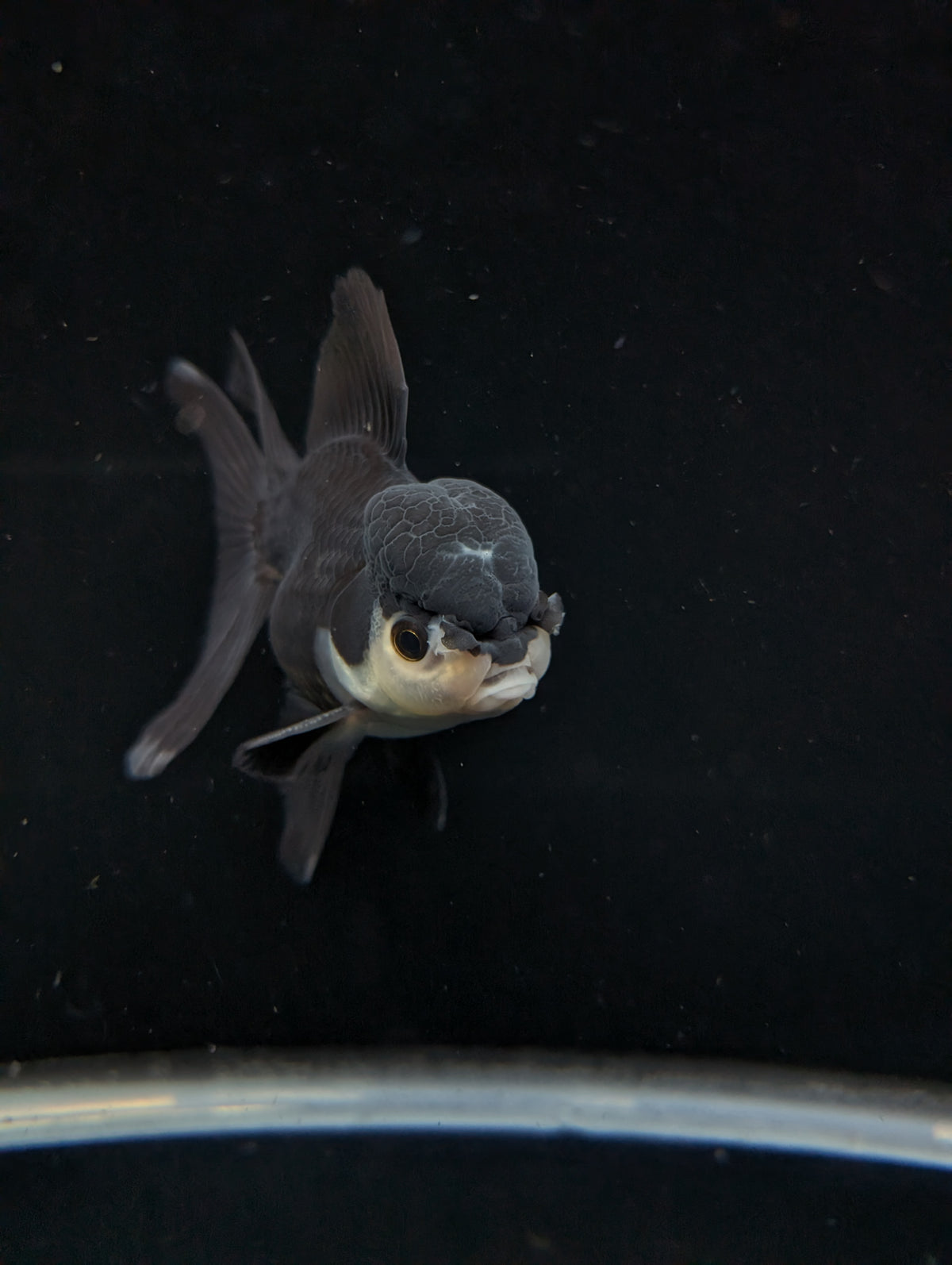 Thai Oranda Panda  4"-4.5"in.  ID#1030T1A-036