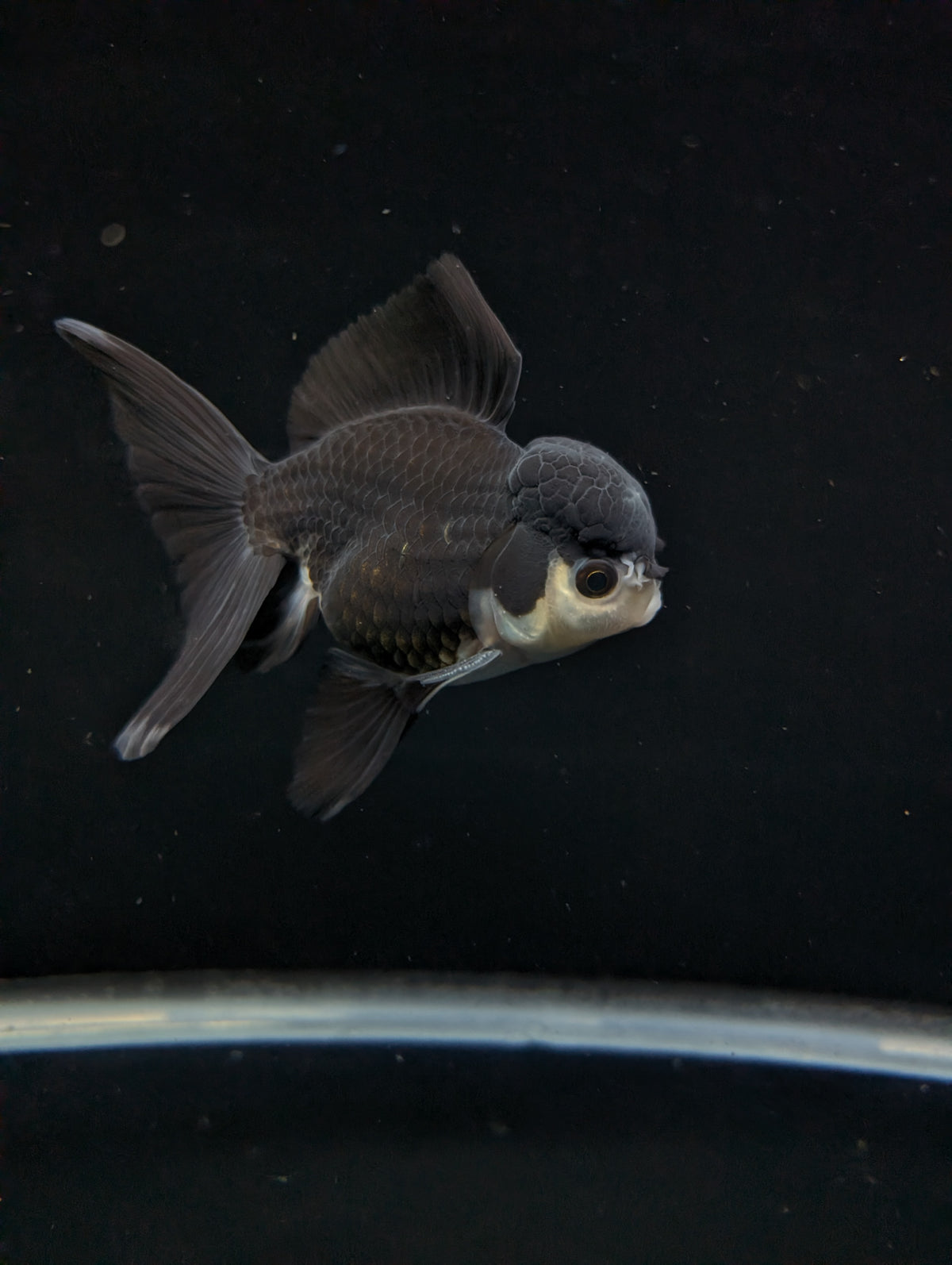 Thai Oranda Panda  4"-4.5"in.  ID#1030T1A-036